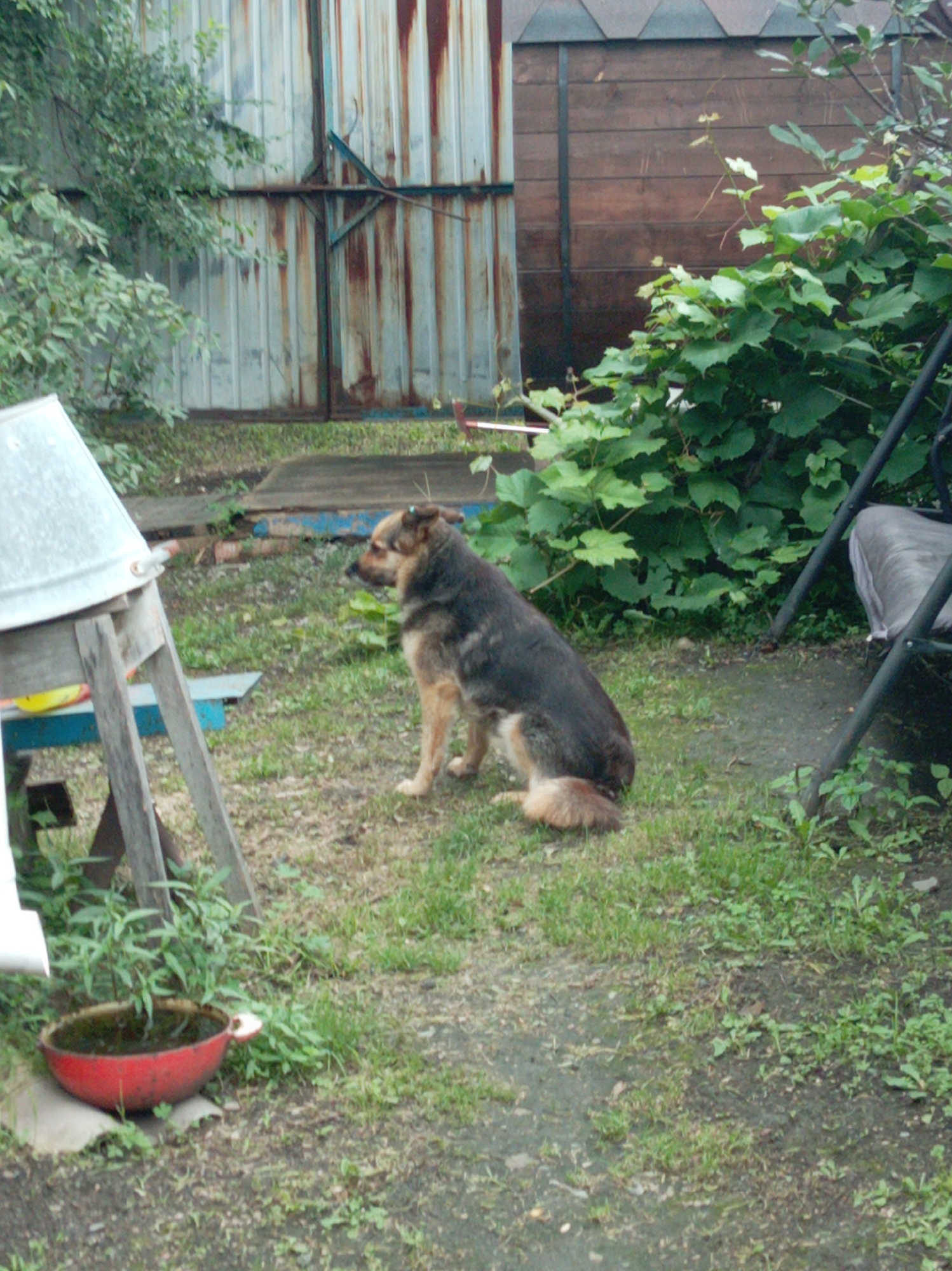 The image depicts a dog, a German Shepherd mix, sitting on a grassy area in what appears to be a backyard or an outdoor utility space. The dog is facing to the left of the frame, with its body partially turned. Behind the dog, there's a weathered metal structure, possibly a shed or a garage door, with vertical paneling and signs of rust and age. To the right of the dog, lush green foliage and vines are visible, suggesting an overgrown or natural setting. In the foreground, a red bowl filled with dark liquid is placed on the ground, surrounded by grass and dirt. A large, inverted metallic bucket on a wooden stand is also present on the left side of the image, positioned near some greenery. The ground is a mixture of dirt and grass, with some scattered debris. The overall scene suggests a utilitarian outdoor area, possibly in a suburban or rural environment, with evidence of natural growth and weathered structures.