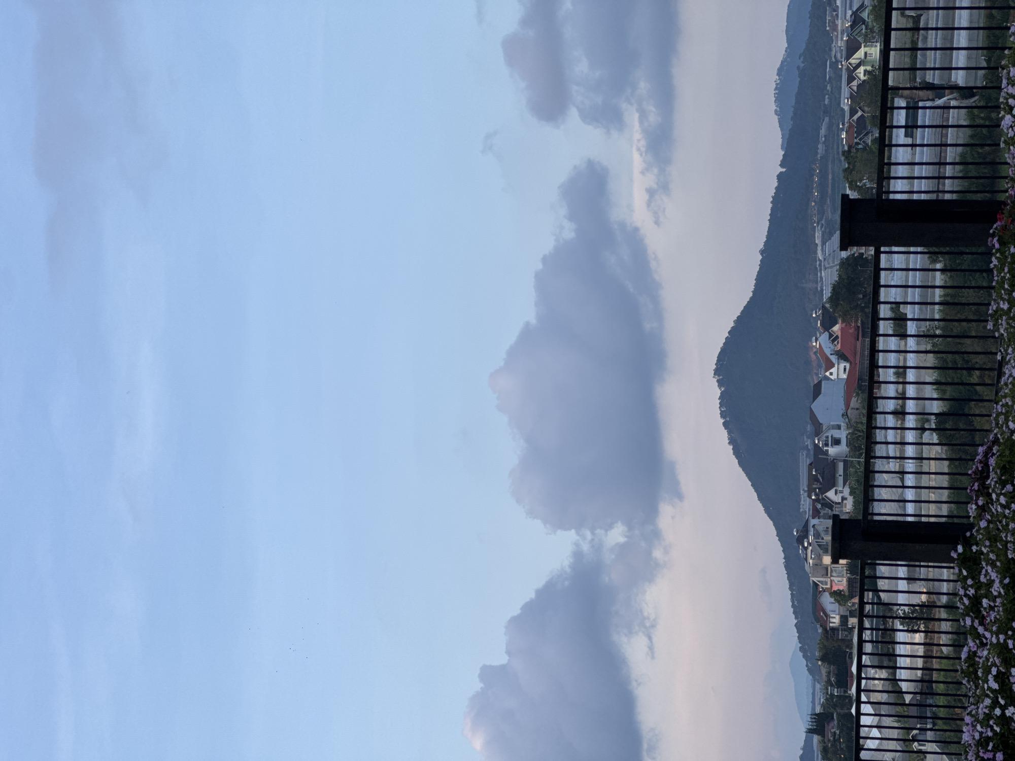 This detailed image captures a twilight landscape in Xuân Trường, Đà Lạt, Vietnam, viewed from an elevated vantage point. The upper two-thirds of the scene consist of a pale blue sky, subtly transitioning to a light purple-pink gradient near the horizon. Scattered, cumuliform clouds, predominantly gray-white with darker undersides, occupy the mid-sky. Several small, dark avian forms are discernible in the upper left quadrant of the clear sky.
A prominent, dark green, conical mountain, heavily forested, dominates the middle ground, positioned centrally and rising against the lighter sky. Its silhouette defines the horizon line for a residential area situated in the valley below. This residential cluster features numerous houses of varying sizes and architectural styles, displaying roof colors including red, white, gray, light blue, and green.
Extending further into the valley and towards the distant left are extensive arrays of large, light-colored structures, identifiable as agricultural greenhouses, characteristic of the region. A more distant, hazy mountain range is visible on the far left horizon.
In the immediate foreground, a black metal fence, constructed from vertical bars and featuring two substantial square pillars, traverses the width of the image. Directly below the fence, a dense cluster of small, light purple and pink flowers is partially visible, slightly out of focus. No human figures are present in the scene. The overall lighting suggests either dawn or dusk, casting a soft, diffused illumination across the landscape.
