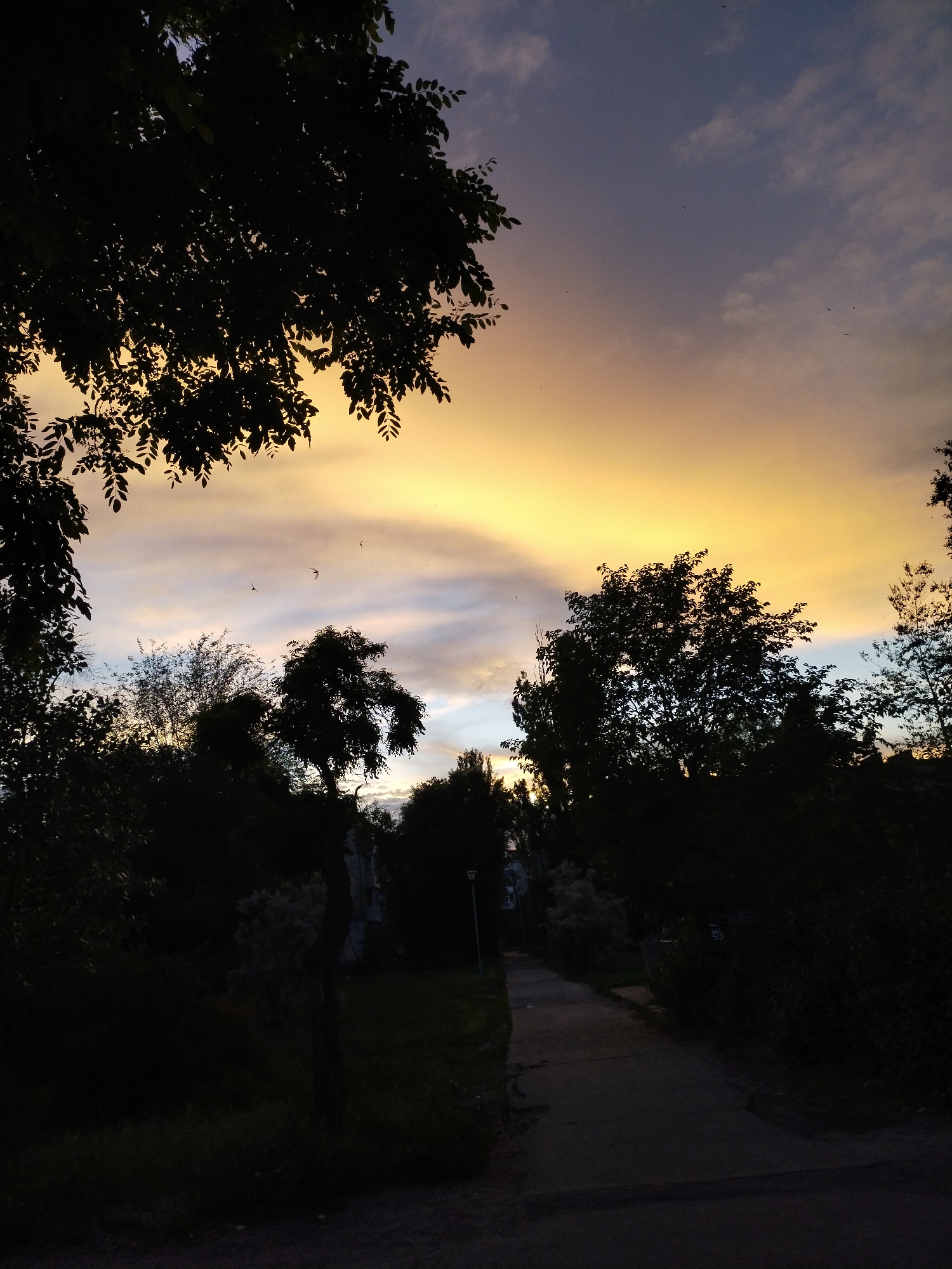 The image depicts a dusky scene with a silhouetted foreground of trees and foliage framing a pathway leading into the distance. The sky is a dramatic gradient of colors, transitioning from a vibrant yellow at the horizon to hues of purple and blue overhead, with scattered clouds. Several small birds are visible in flight against the twilight sky. The pathway appears to be made of concrete or asphalt and is flanked by dense vegetation. In the background, the silhouettes of buildings and trees are barely discernible. The overall impression is one of a serene, late evening in an urban or suburban park-like setting, possibly in Horishni Plavni, Ukraine, given the context.