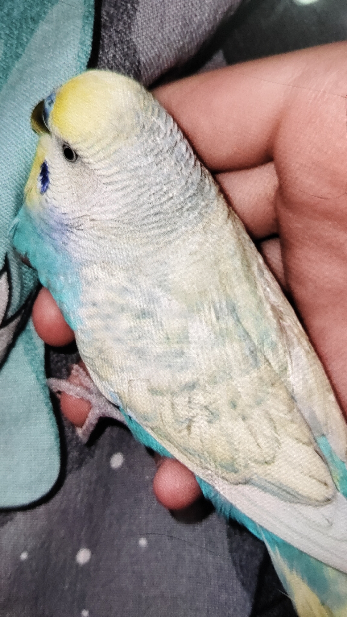 A budgerigar with blue and white plumage and a yellow head is being held in a person's hand. The bird's feet are visible. The background includes patterned fabric. The location is not discernible in this image.