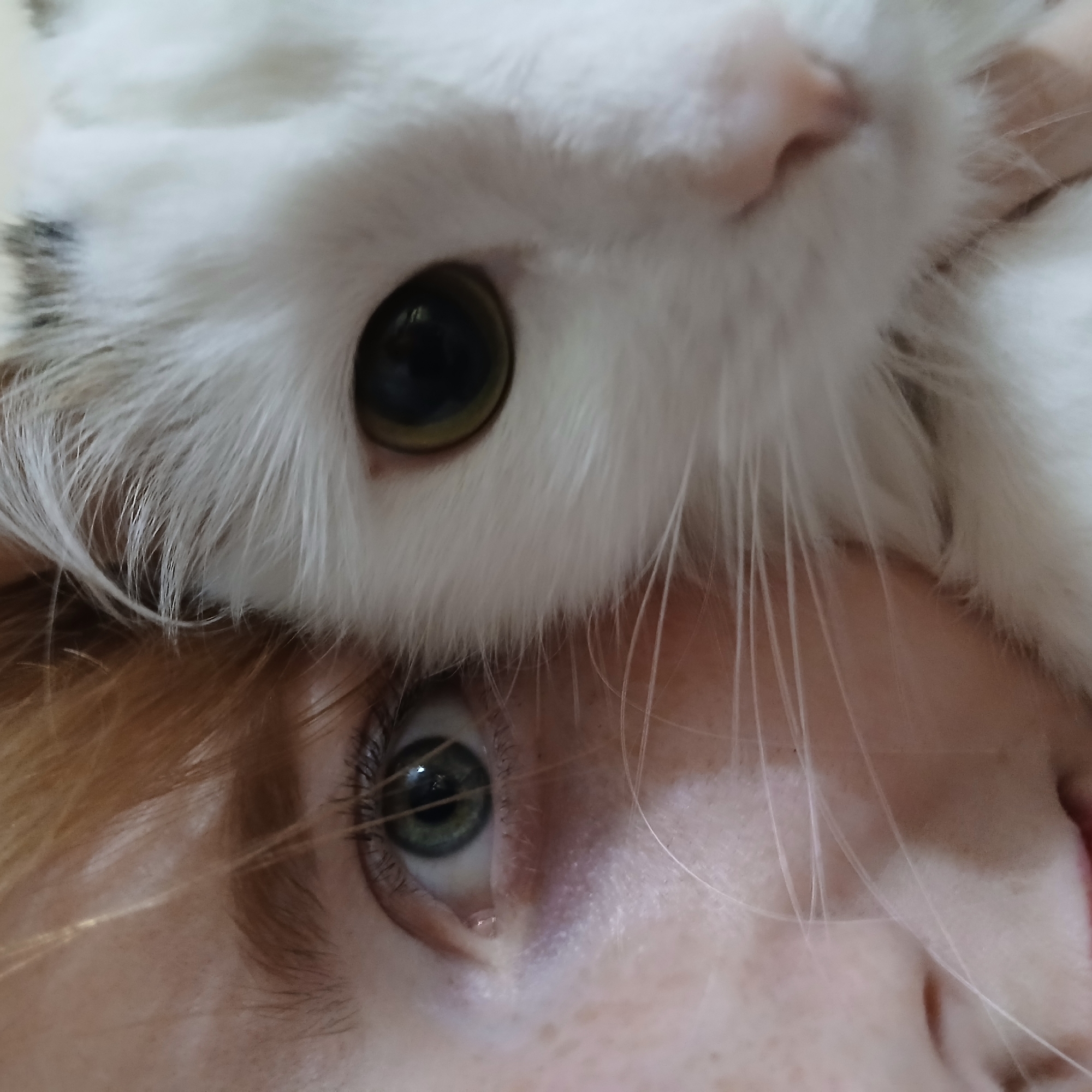 A close-up, high-angle photograph captures an intimate moment between a white cat and a person. The upper half of the frame is dominated by the cat's head, featuring its large, dark pupil with a thin ring of green-yellow iris. Its fur is predominantly white, with a few faint dark markings visible towards the upper left. Several long, white whiskers extend downwards from the cat's face, blurring slightly as they reach towards the person.
Directly beneath the cat, filling the lower portion of the image, is the upper part of a person's head. The person's right eye, with a distinct green-hazel iris and dark lashes, is visible and appears to be looking upwards. Part of their eyebrow and forehead, along with some light-colored (blond or light brown) hair, are also discernable. The person's skin shows some faint freckles.
The composition suggests the cat is resting its head on the person's head or is positioned very closely above it. The interaction conveys a sense of warmth, affection, and mutual engagement between pet and owner. The close cropping and shallow depth of field create an intimate atmosphere, focusing solely on this shared gaze. The setting appears to be indoors, but no specific location details are visible within the frame, apart from the provided context of Yekaterinburg, Russia. No text is visible in the image. The time of day is not discernible.