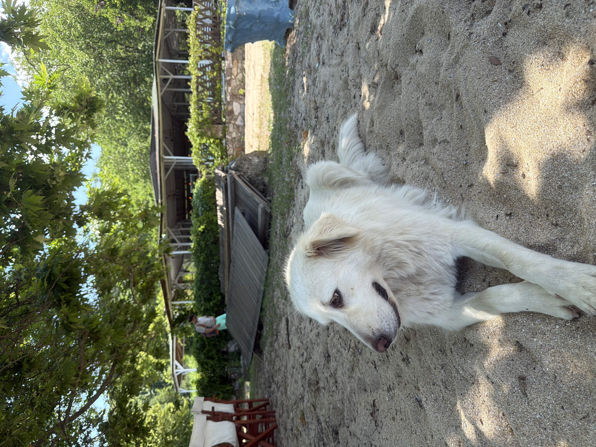 The image captures an outdoor scene in Ολυμπιάδα, Greece. In the foreground, a large, long-haired white dog is lying on light-colored sand, with its front paws crossed. Its head is turned to the left of the frame, gazing slightly upward, revealing dark eyes and a pinkish-brown nose. Dappled sunlight filters through overhead tree foliage, casting shadows on the sand. In the mid-ground, to the left, part of a wooden folding chair with white fabric is visible. Centrally, a person with a light-colored t-shirt, light blue shorts, and a backpack walks away from the viewer. To the right of the person, several corrugated metal sheets are stacked on the ground, and further right, a weathered blue plastic object rests on grass. A low, trellised hedge with dense green foliage runs horizontally behind these elements. In the background, several open-sided pavilions with white structural supports and dark roofs are visible, appearing to be part of a beachside establishment. Dense green trees and clear blue sky complete the upper background.