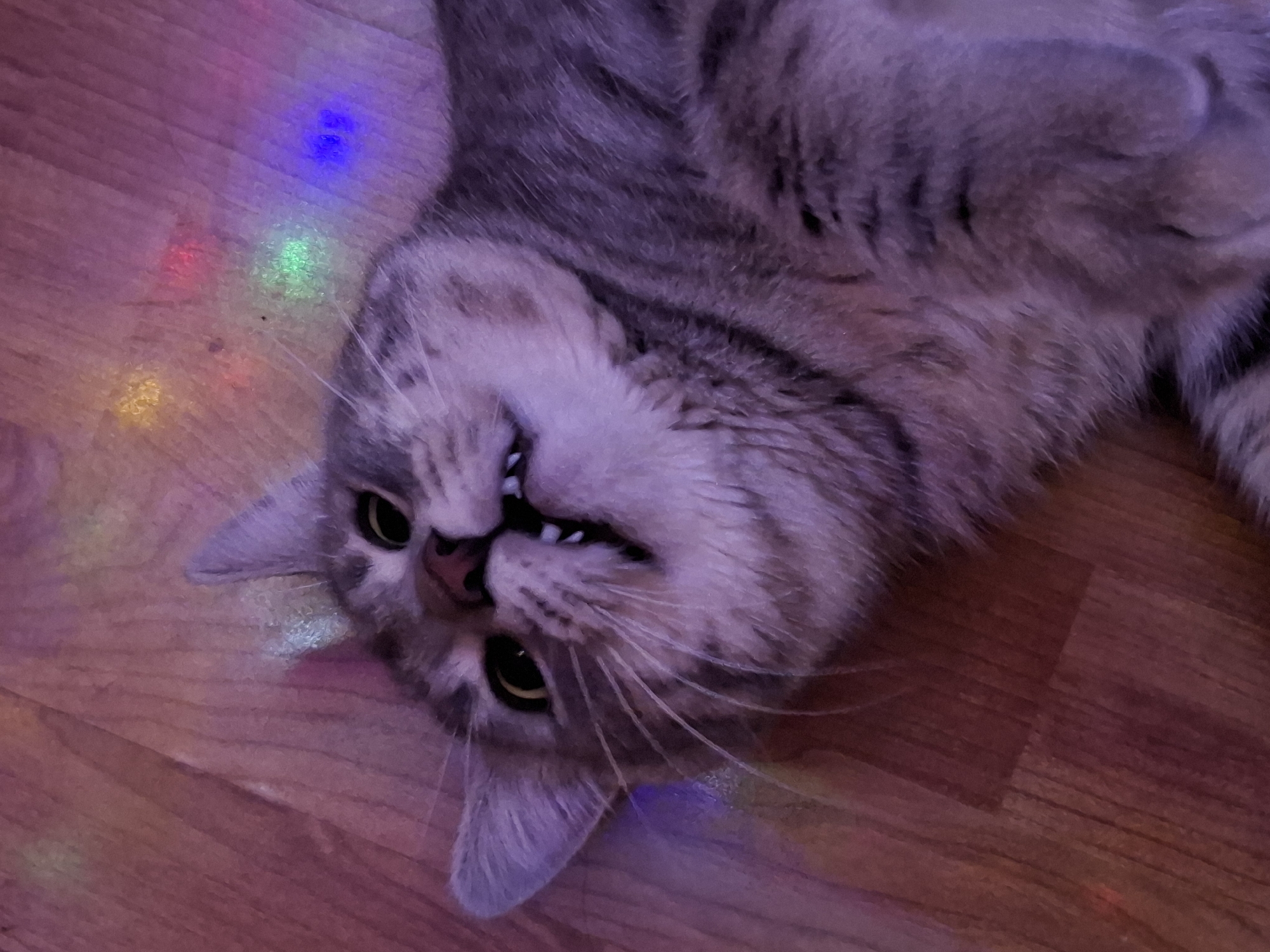 A gray tabby cat lies on its back on a wood-paneled floor. The cat's head is tilted, and its eyes are open. The cat's mouth is slightly open, showing some teeth. There are multicolored lights shining on the floor and the cat. The location is likely a home or domestic setting, but cannot be confirmed to be in Novi Sad, Serbia.