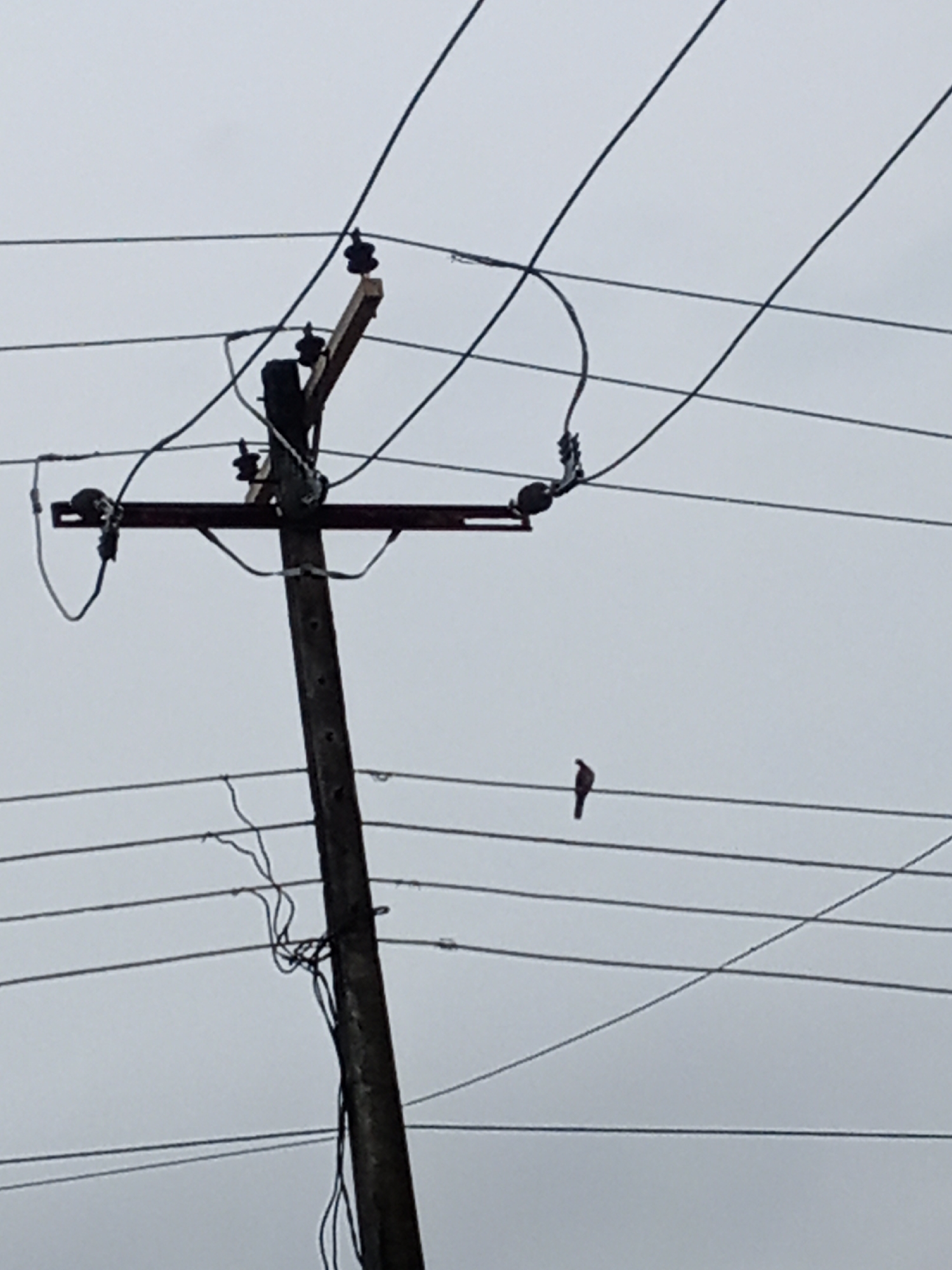 A medium-angle shot captures a utility pole in Ado, Nigeria, against a cloudy, overcast sky. The wooden pole, centrally located, is equipped with a perpendicular crossarm holding insulators. Black electrical wires are strung between the insulators, extending diagonally in both directions. A lone bird is perched on one of the wires, slightly right of the pole. Additional smaller wires run down the pole. The environment is muted and gray, highlighting the utility pole and its components.
