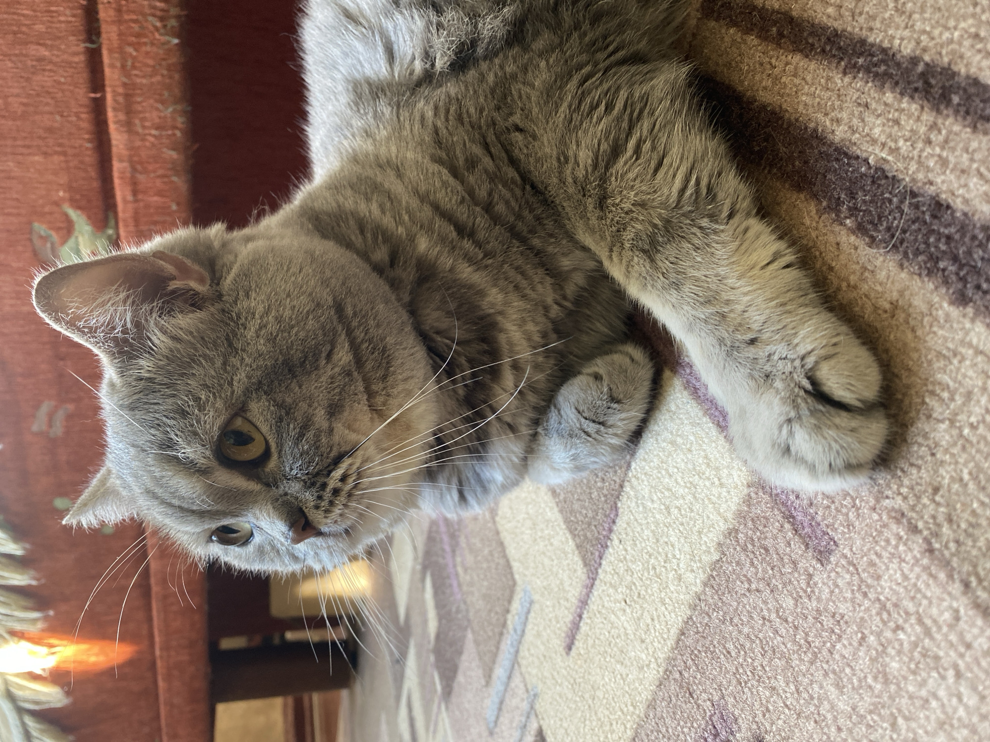 An adult, silver-grey British Shorthair cat is lying on a patterned carpet indoors. The cat is facing left and looking slightly upwards and to the left with its golden eyes. Its fur is short and dense, and its ears are small and rounded. The background shows a blurred portion of a red sofa and a wooden furniture leg. The scene is likely indoors, possibly in a residential setting. The location in Kaliningrad, Russia is not discernible from the image itself.