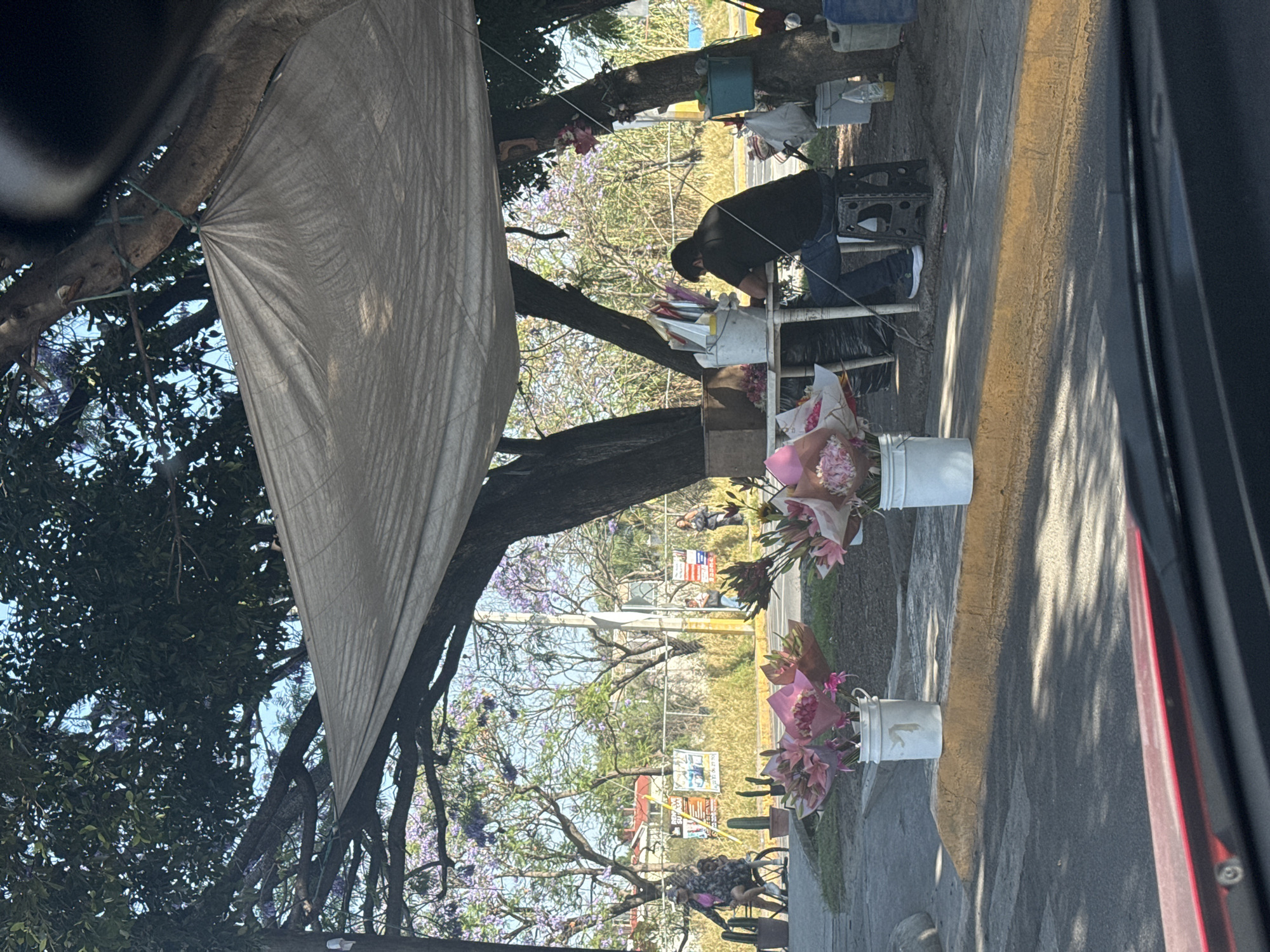 The image depicts an outdoor street vendor scene in San Andrés Cholula, Mexico, on a bright, sunny day. The perspective is from inside a vehicle, looking towards a flower stand situated beneath large trees.
A prominent feature is a large, light-colored tarp, likely for shade, stretched and tied to the thick branches of a tree in the foreground. The trees feature dark branches, green foliage, and distinctive clusters of purple flowers, characteristic of jacaranda trees blooming in spring.
To the right, a person dressed in a dark shirt and blue jeans is actively engaged at a flower stand. They appear to be bending over or kneeling, possibly arranging bouquets or tending to the display. The stand includes a table or cart and several white buckets filled with various pink and purple flowers, showcasing the vendor's wares. A black plastic crate is also visible near the person.
The ground consists of a grey sidewalk or unpaved area adjacent to a street, delineated by a vibrant yellow painted curb line. Sunlight streams through the trees, casting sharp, dappled shadows across the ground. In the background, more trees with purple blossoms line the street, and faint figures of other people and distant structures can be seen. Various containers and bags are hung from the tree branches above the vendor's setup. No discernible text is clearly visible on any signs or objects.