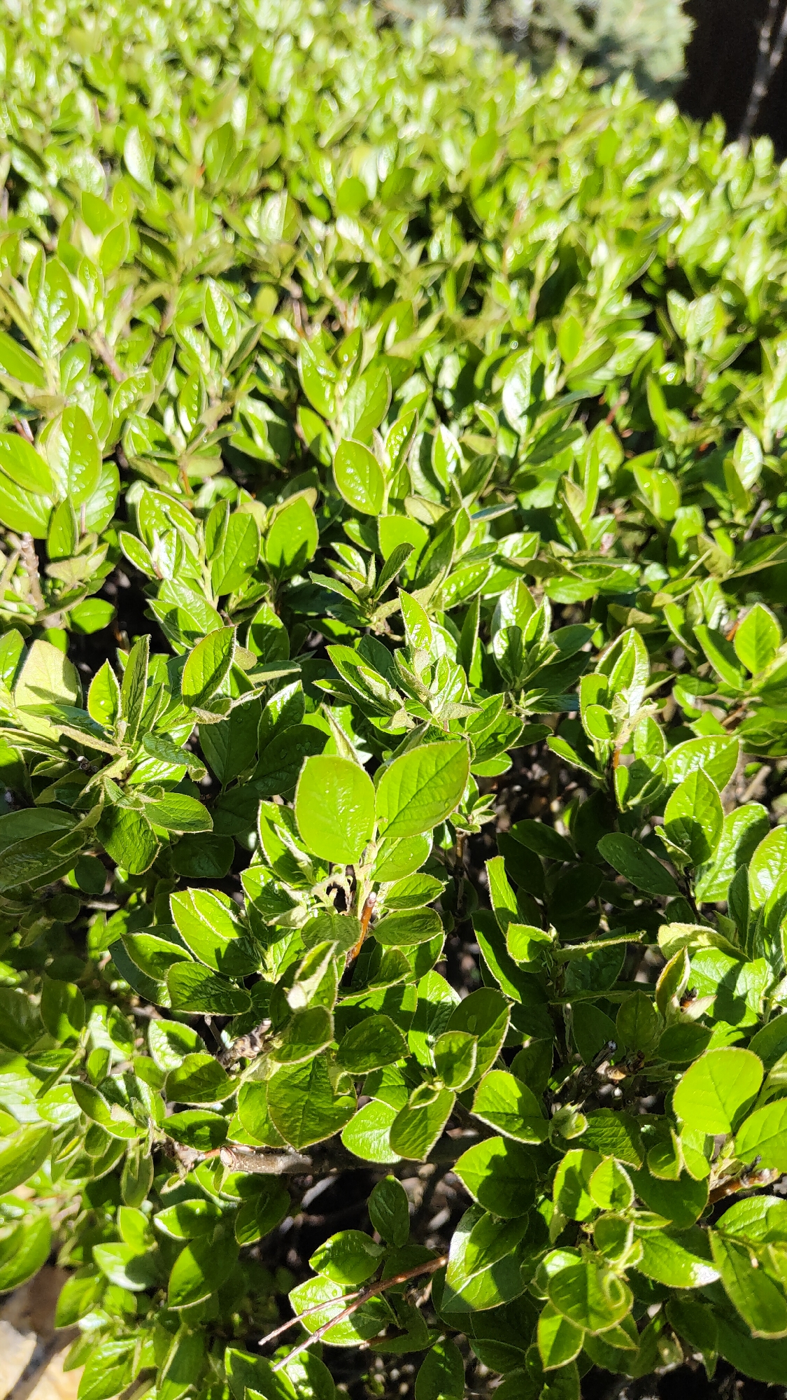 The image shows a close-up view of a low-growing shrub with small, shiny green leaves. The leaves are densely packed, creating a textured appearance. Light is reflecting off the leaves, making them appear vibrant. The background is slightly blurred, suggesting a shallow depth of field. The location is assumed to be Krasnoyarsk, Russia, but there are no geographical indicators in the picture, or anything that can be used to determine the scene's precise location. No people, other subjects or objects, or any interactions are visible. The focus of the image is solely on the leaves of the plant.