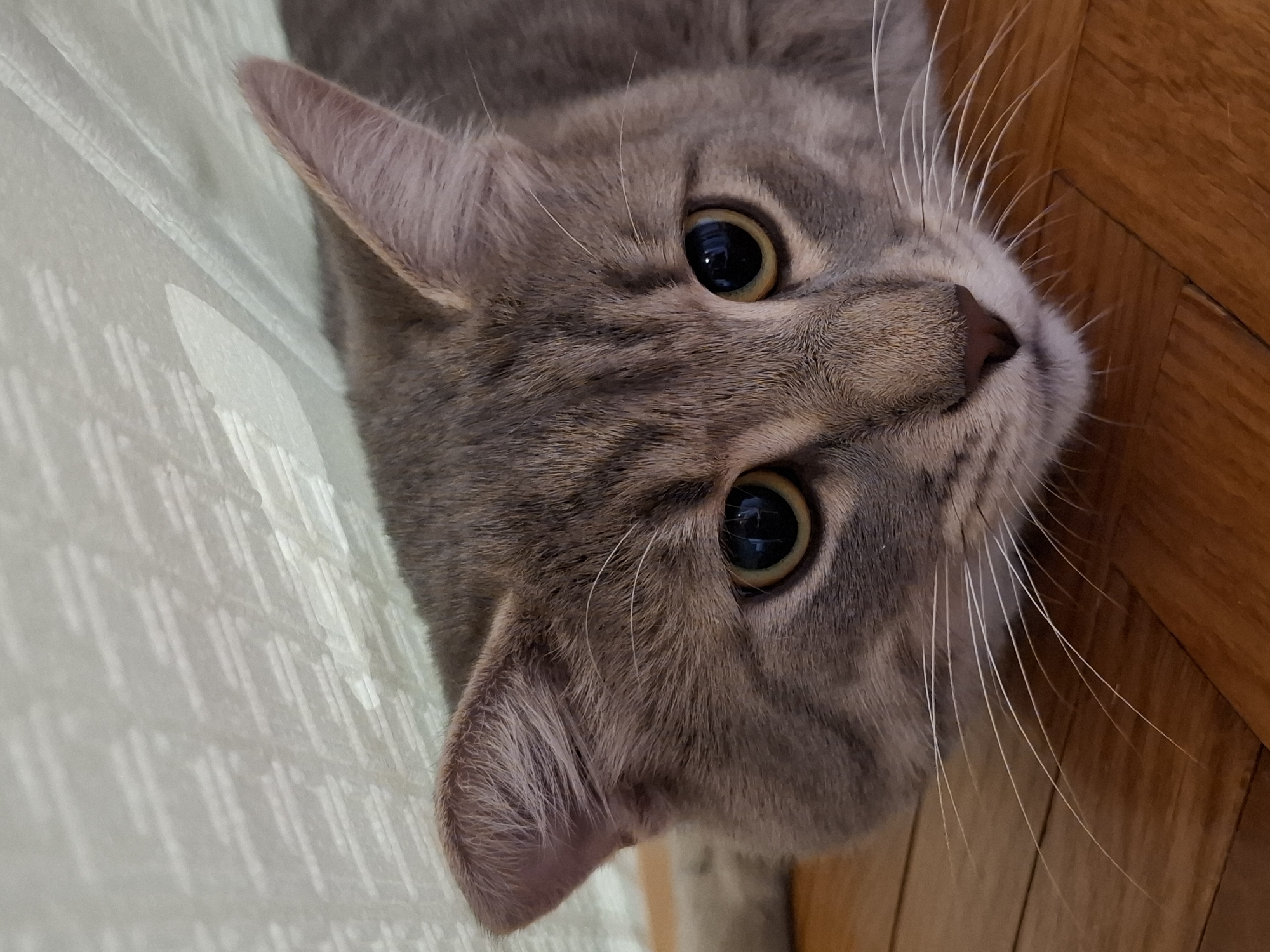 A close-up, eye-level shot captures a gray tabby cat looking directly at the camera with a curious and alert expression. The cat's prominent features include large, round black pupils with greenish-yellow irises, and long, distinct white whiskers fanning out from its nose and cheeks. Its fur is a mix of gray and brown, displaying subtle tabby patterns. A small, pinkish-brown nose is visible at the center of its face. One pointed ear is clearly in view on the left, while the other is partially seen on the right, both appearing soft and furry.
The cat is positioned diagonally across the frame, with its head and upper torso filling most of the space. To the left and behind the cat, a light-colored, possibly white or off-white, patterned fabric can be seen, which appears to be a curtain or blinds with a subtle grid-like texture. To the right of the cat, a warm-toned wooden floor with visible planks provides a contrasting texture. The lighting is soft and even, highlighting the cat's features without harsh shadows. The cat's focused gaze suggests an interaction or observation taking place. No text is visible in the image.
