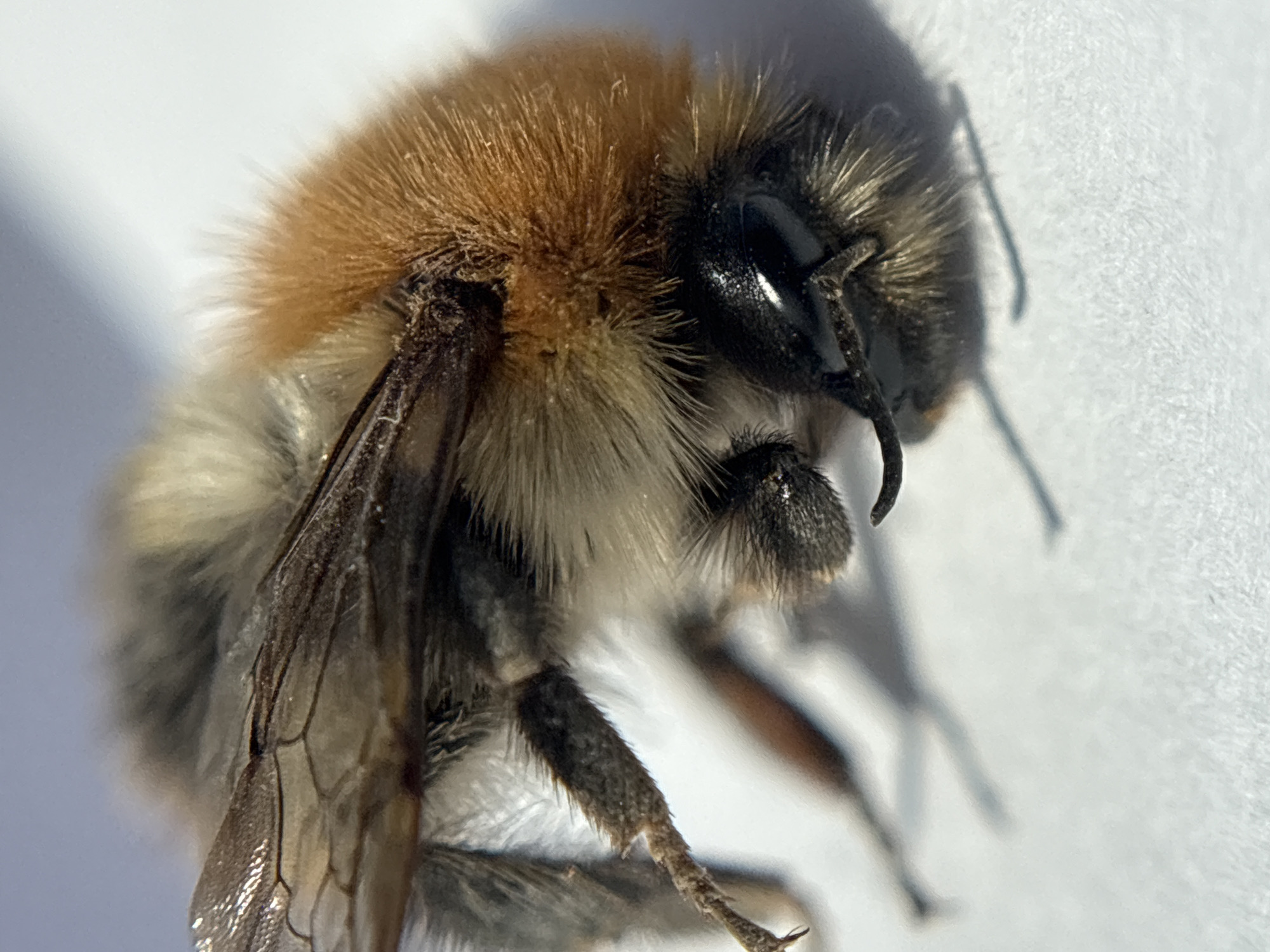 A close-up image shows a bumblebee resting on a white surface. The bee has a brown and white fuzzy body, with a black head. Its wings are visible on the left side of the frame, showing intricate vein patterns. Legs are dark and hairy. The bee's shadow is cast to the right, indicating a light source. No people, interactions, or environmental context related to the city of Chaikovsky, Russia, are visible in the image.