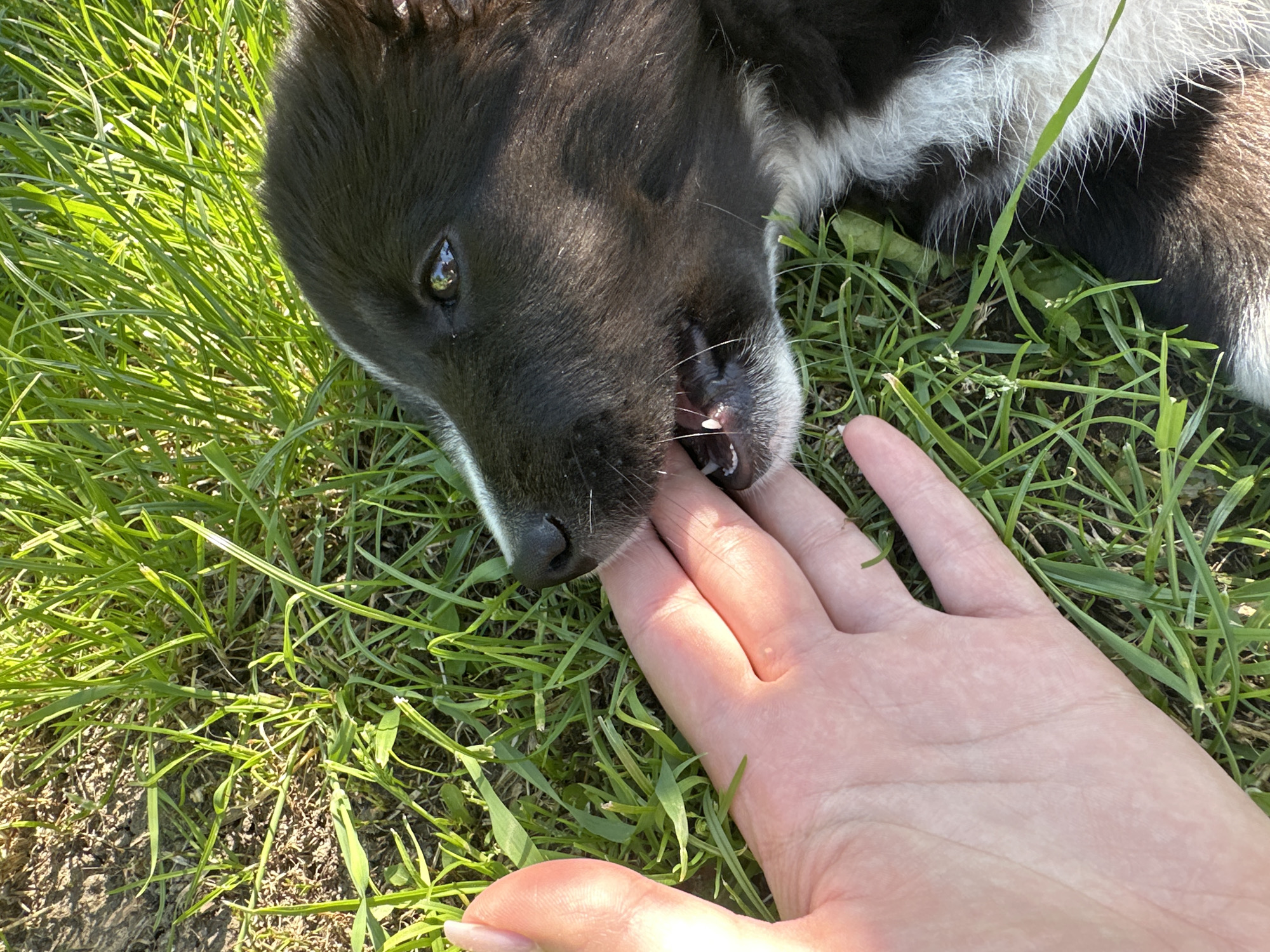 A close-up, top-down view shows a person's hand with pale skin and a manicured fingernail being gently nipped by a black and white puppy. The puppy's mouth is open, revealing small, white teeth. The puppy's head, snout, and one eye are visible, with dark fur and white markings on its muzzle and chest. Both the puppy and the hand are resting on a bed of green grass, with some dry dirt visible in the background. Sunlight casts shadows and highlights on the grass and the hand. The scene appears to be outdoors in a natural setting.
