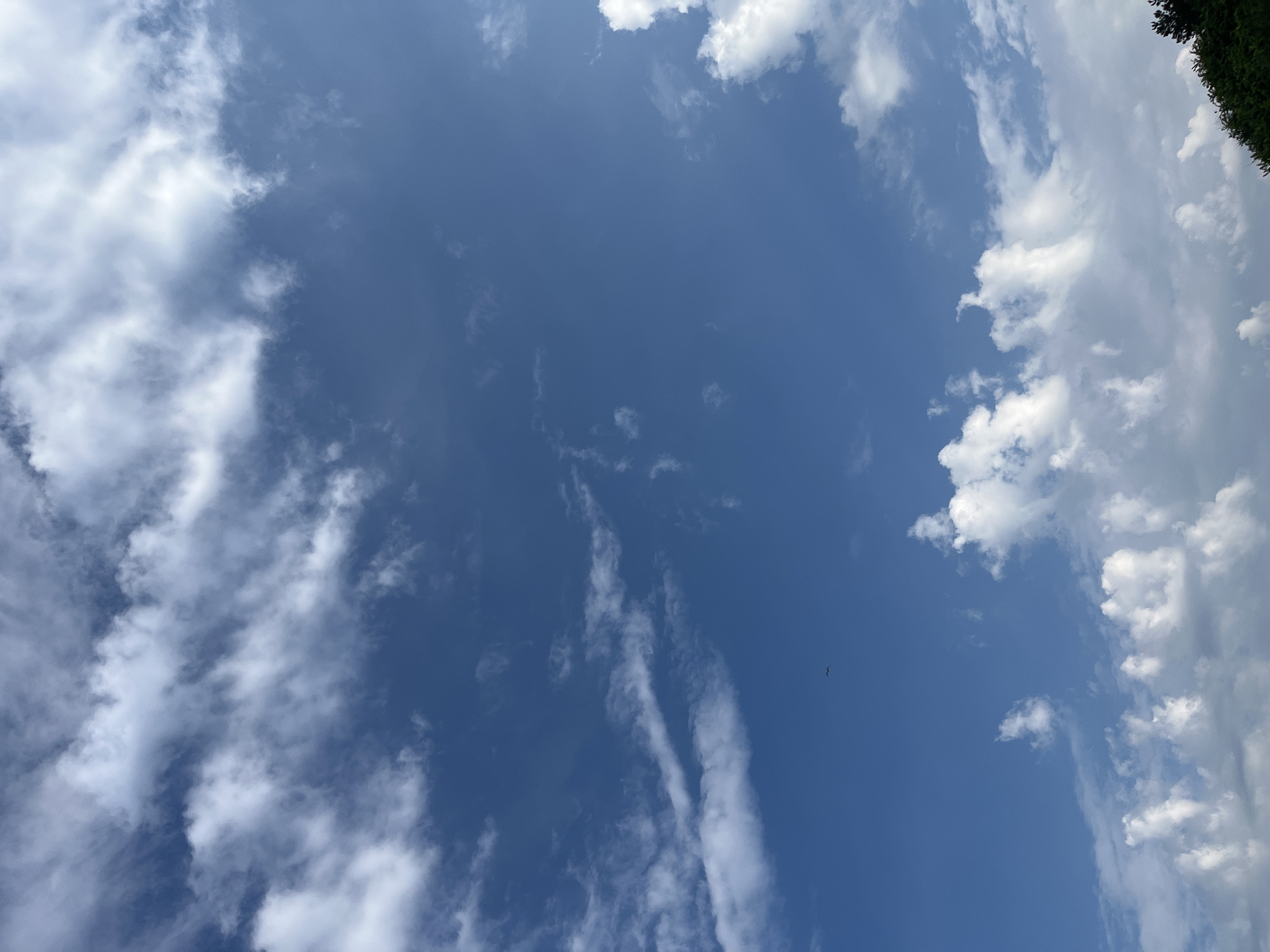 The media file shows a clear blue sky with scattered white clouds. The clouds vary in density and shape, with some appearing wispy and others more puffy and solid. A small, dark bird is visible in the upper right quadrant of the image. The top right corner of the frame shows the edge of some dark green foliage, possibly trees or bushes, suggesting an outdoor setting on the ground looking up. The lighting indicates it is daytime, with the sun likely high in the sky given the brightness of the clouds. The scene conveys a sense of openness and natural beauty. No text is visible in the image. The location is Ahtopol, Bulgaria.