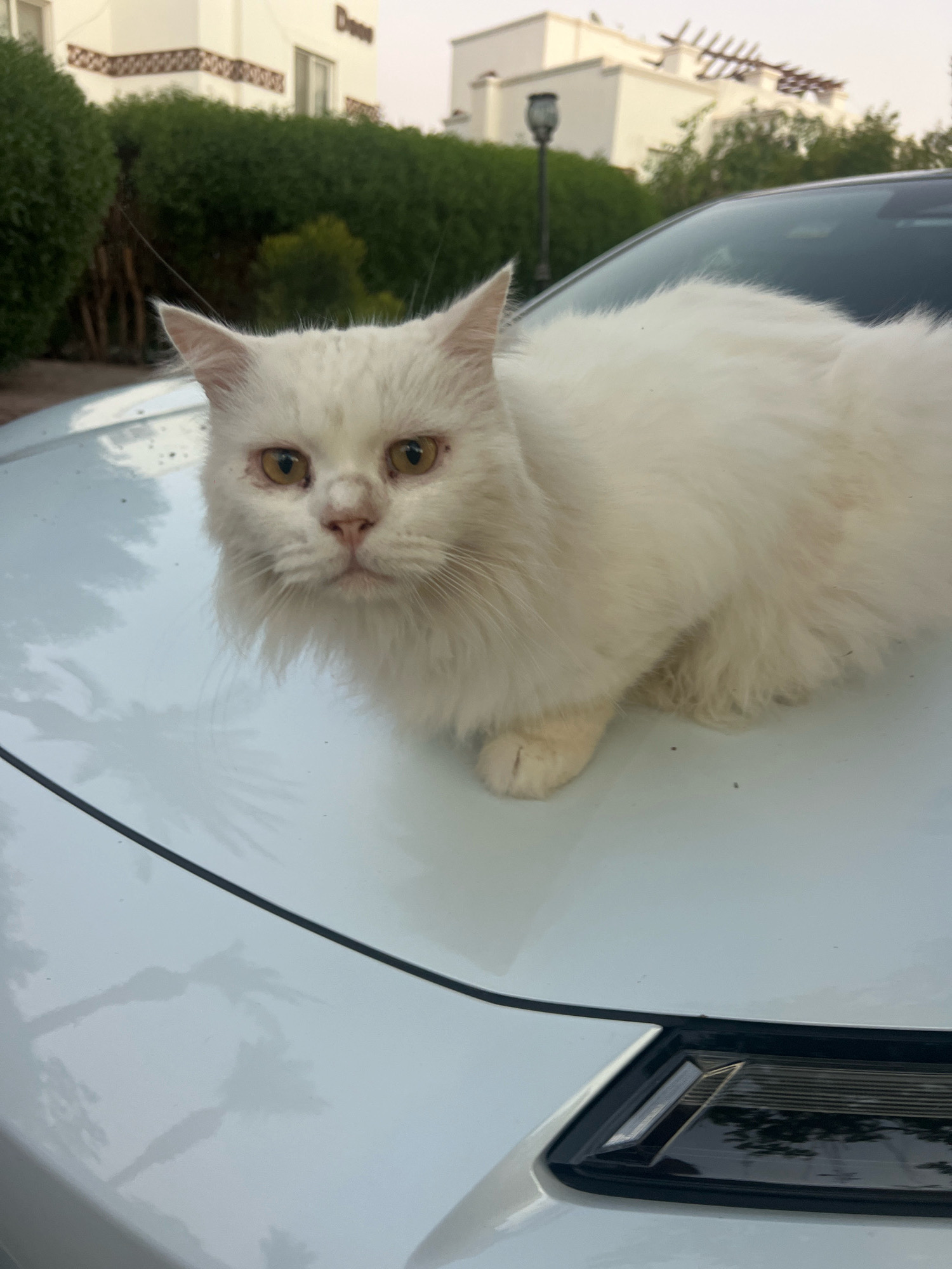 A white, long-haired cat is sitting on the hood of a white car. The cat is looking directly at the camera with yellow eyes. The car is parked outside a building with green bushes in the foreground. The building appears to be a house or villa in Sharm El Sheikh, Egypt, based on the architectural style, characterized by its pale stucco facade and decorative wooden lattices. The sky is overcast.