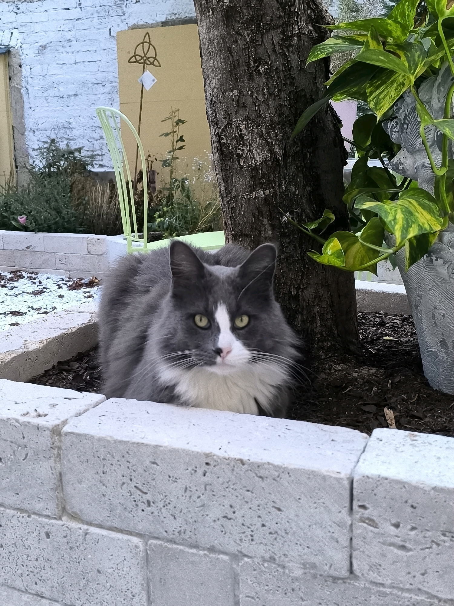 A grey and white cat is in a garden setting. The cat is sitting on the ground near the base of a tree. In the background, there is a white brick wall, a yellow wall, a light green chair, and some plants. A large pot with green and yellow leaves is to the right of the tree. The ground is covered with mulch and some small white stones. The image does not provide any information or visual cues that would allow for the identification of a specific location in Vienna, Austria.