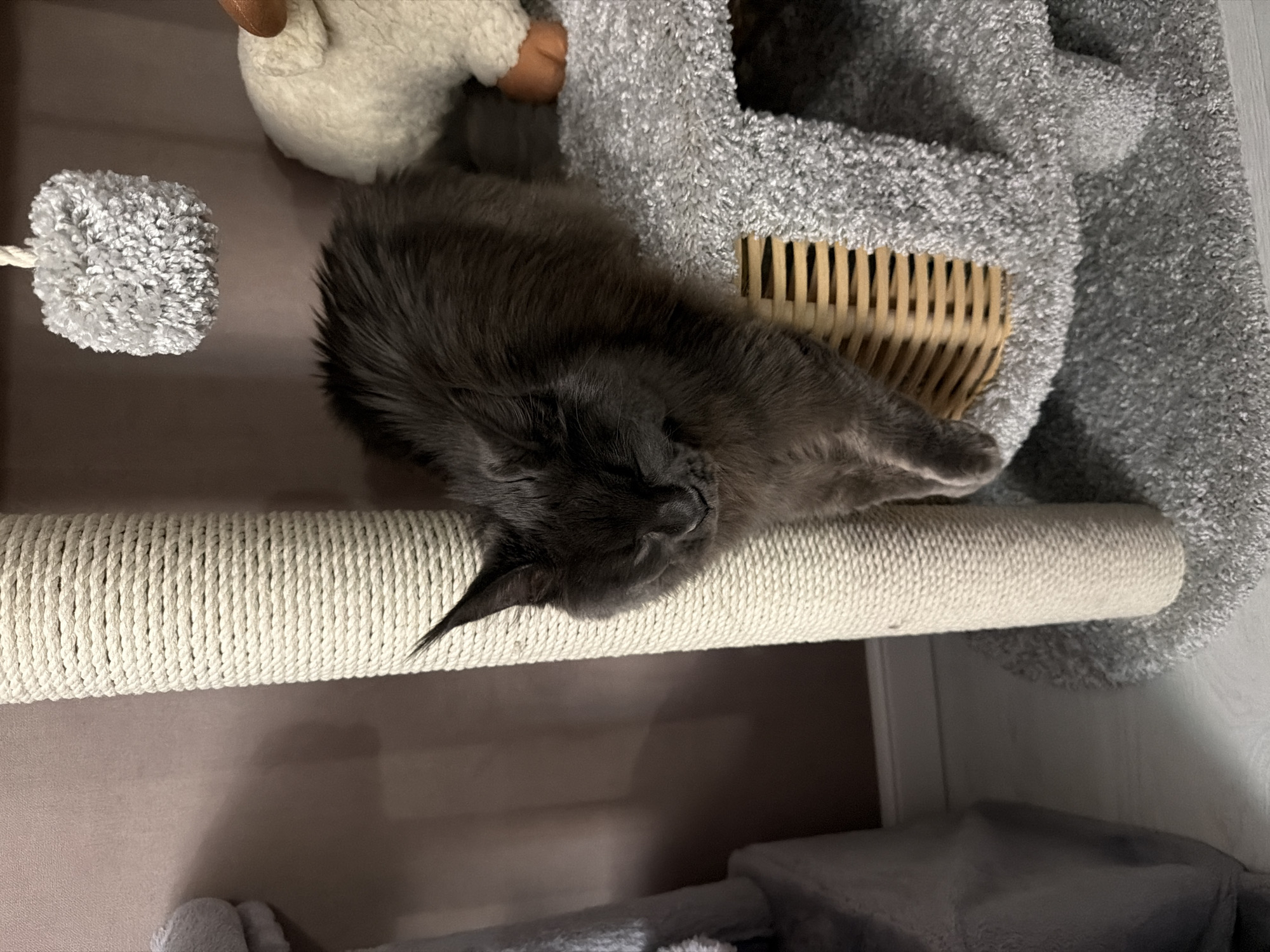 In Bataysk, Russia, a dark gray, fluffy cat is resting on a multi-level cat tree. The cat is positioned on a gray, carpeted platform, with its body draped over the edge and its head bowed. It appears to be sleeping or dozing. The cat tree has a thick, rope-wrapped support column and a woven basket-like perch where the cat is situated. To the right of the cat, a plush white toy with a brown paw is visible. The background consists of a plain, light brown wall. The floor is covered with a light-colored material, possibly laminate or linoleum.