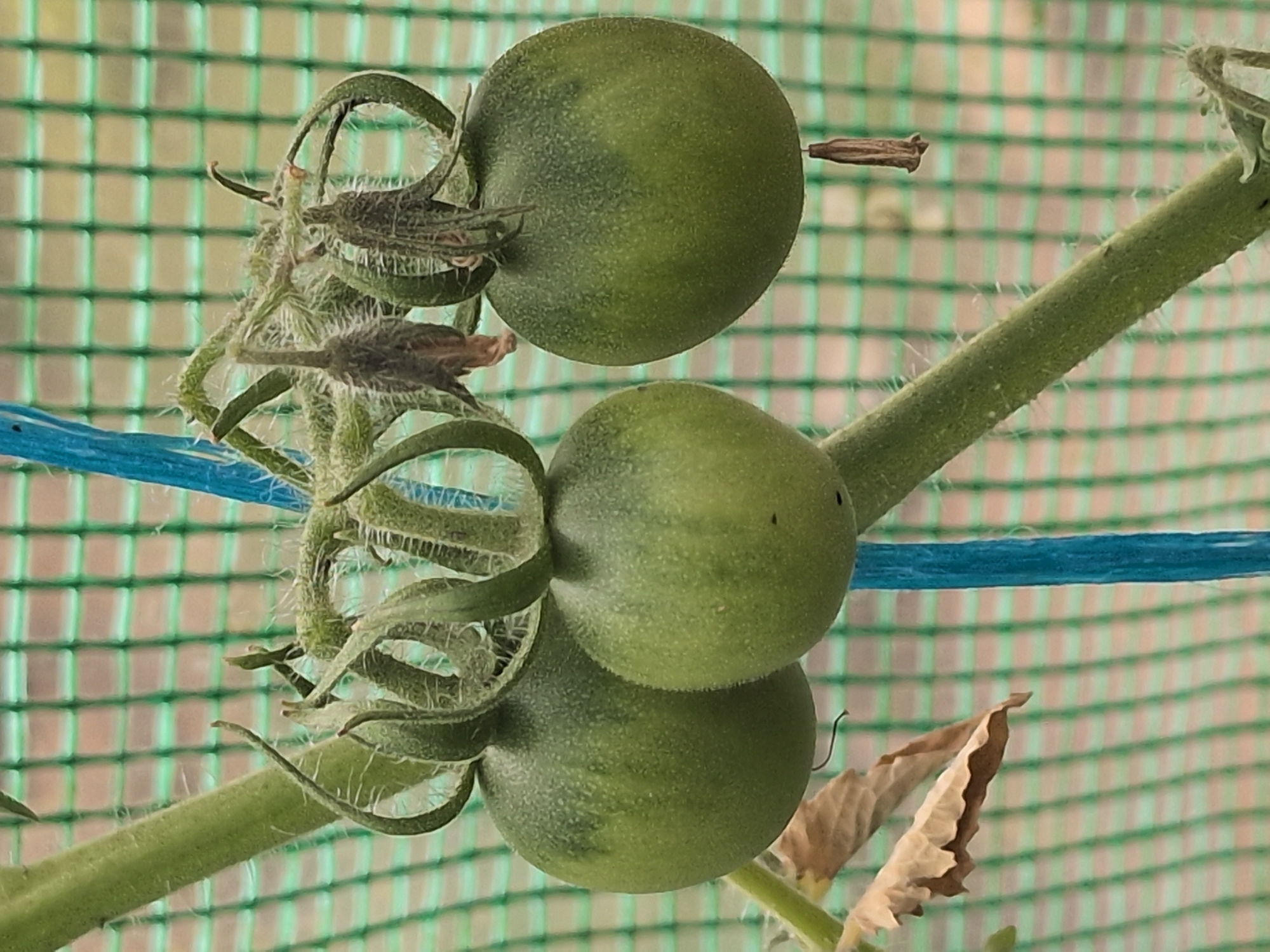 A close-up, eye-level, vertical shot captures a cluster of three unripe, green tomatoes hanging from a plant stem. The tomatoes are round and vary slightly in size, with a subtle greenish-yellow mottling on their surfaces. The stems and calyxes are covered in fine, white hairs. Two withered, brown leaves are visible on the left side of the stem. The background is a soft-focus green mesh netting, suggesting the tomatoes are growing in a greenhouse or covered garden area. A thin blue cord is visible running vertically in the background, to the right of the tomatoes. The scene is devoid of human presence. The image was taken in Rastenberg, Germany.