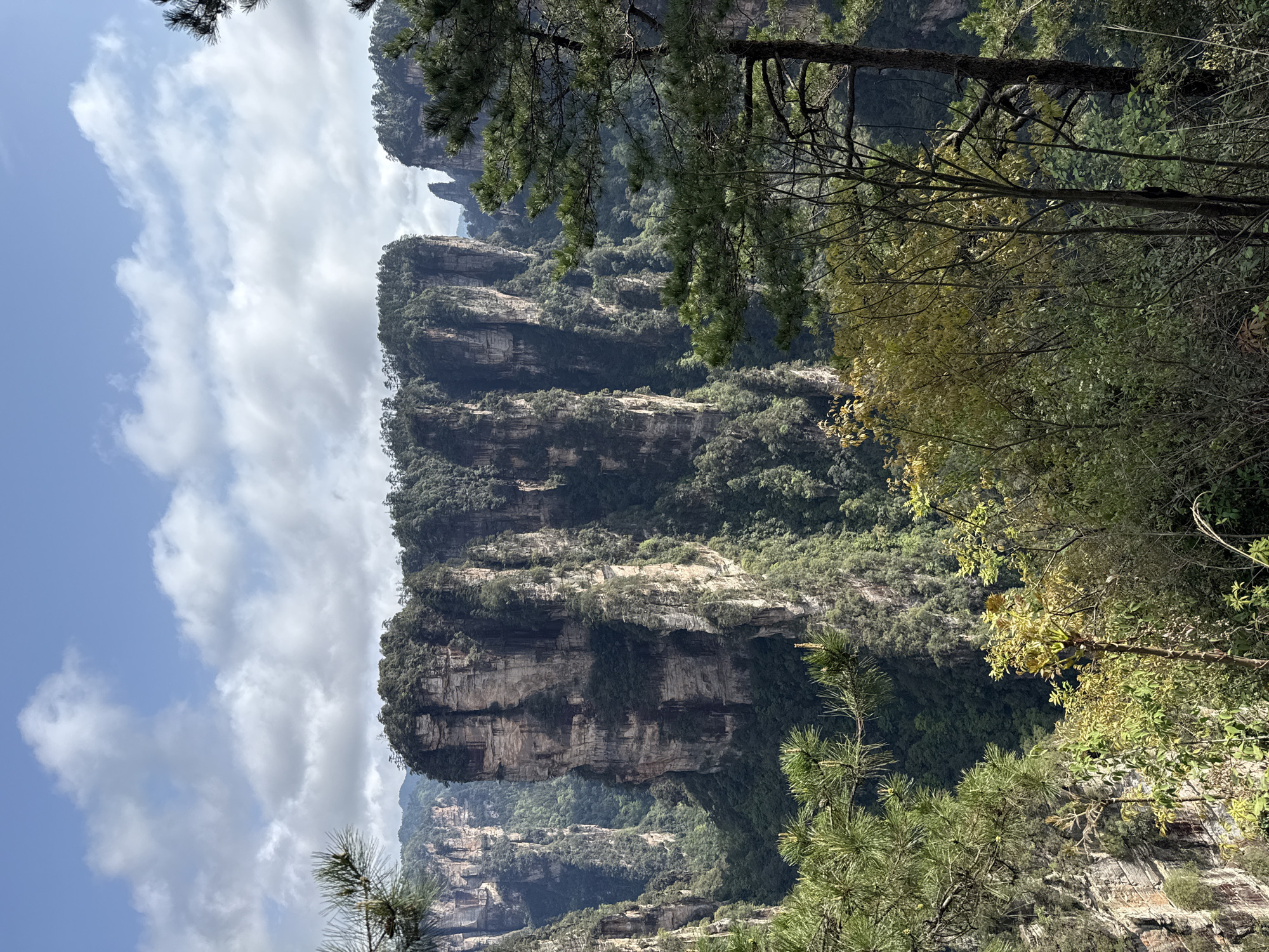 The image depicts a scenic view of sandstone pillars in Zhangjiajie National Forest Park, located in the city of Luoguta, China. The rock formations rise sharply from the forested landscape, exhibiting layered patterns. Vegetation covers portions of the rocks. The sky is partially cloudy. The image is framed by trees in the foreground.