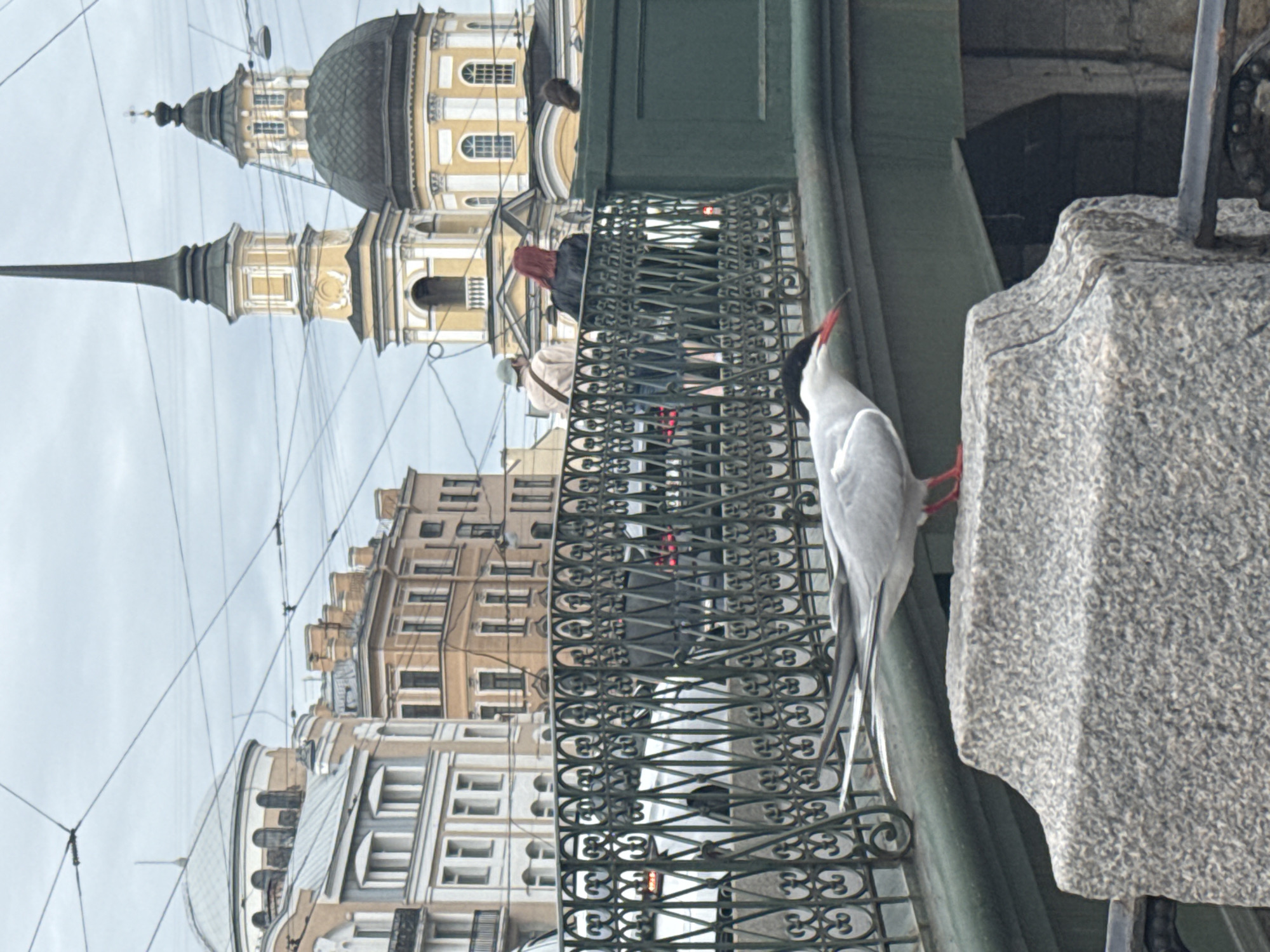A sharp, medium shot shows a bird on a stone ledge, with an ornate iron railing behind it, and buildings in the background. The image is rotated 90 degrees counter-clockwise.
The bird is mostly light gray, with a black cap, red beak, and red feet. It is perched on the ledge, looking off to the left. The iron railing is dark green, with an intricate repeating pattern.
In the background, there are several buildings of various heights and styles. One building has a prominent dome and spire. People are standing on the railing, observing the street traffic, and pedestrians walking below. Overhead lines can be seen in the sky.
The image seems to be taken in Saint Petersburg, Russia. The building with the dome and spire is likely the Saint Andrew's Cathedral, located on Vasilievsky Island.