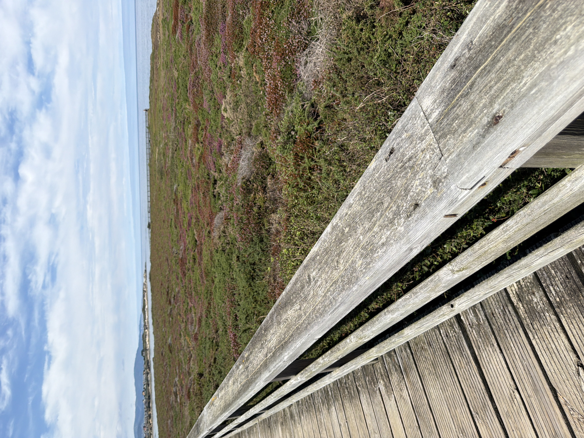 An outdoor vertical shot shows a weathered wooden boardwalk leading to a field of low-lying green and purple vegetation that stretches to the horizon. The vegetation is dense and appears to be blooming with small purple flowers interspersed among the green. Beyond the vegetation, a calm, light blue ocean meets a hazy sky filled with white, wispy clouds. In the far distance, the coastline is visible, dotted with buildings. A single person is standing near the edge of the boardwalk in the middle ground, looking out at the ocean. The boardwalk is constructed of planks and has a simple wooden railing, worn smooth by time and exposure. The scene conveys a sense of natural beauty and peaceful solitude.