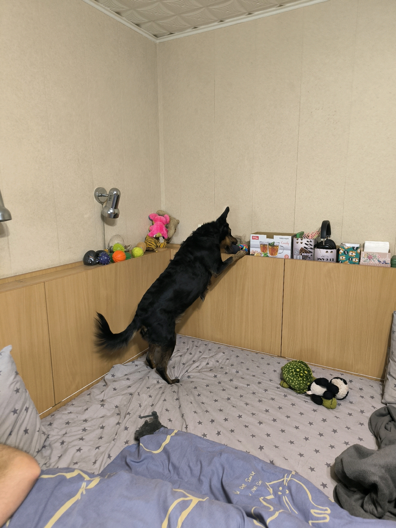 The image depicts an indoor scene, likely a bedroom, with a dog standing on its hind legs, reaching towards a shelf. The room has pale, textured walls and a white ceiling. A wooden cabinet runs along the bottom of the wall, topped with various items including toys, boxes, and a set of headphones. The dog is predominantly black with brown markings on its legs and face. It is positioned on a bed covered with a gray duvet patterned with small stars. Other objects on the bed include pillows and stuffed toys. There are no discernible features indicating the city of Mykolaiv, Ukraine.