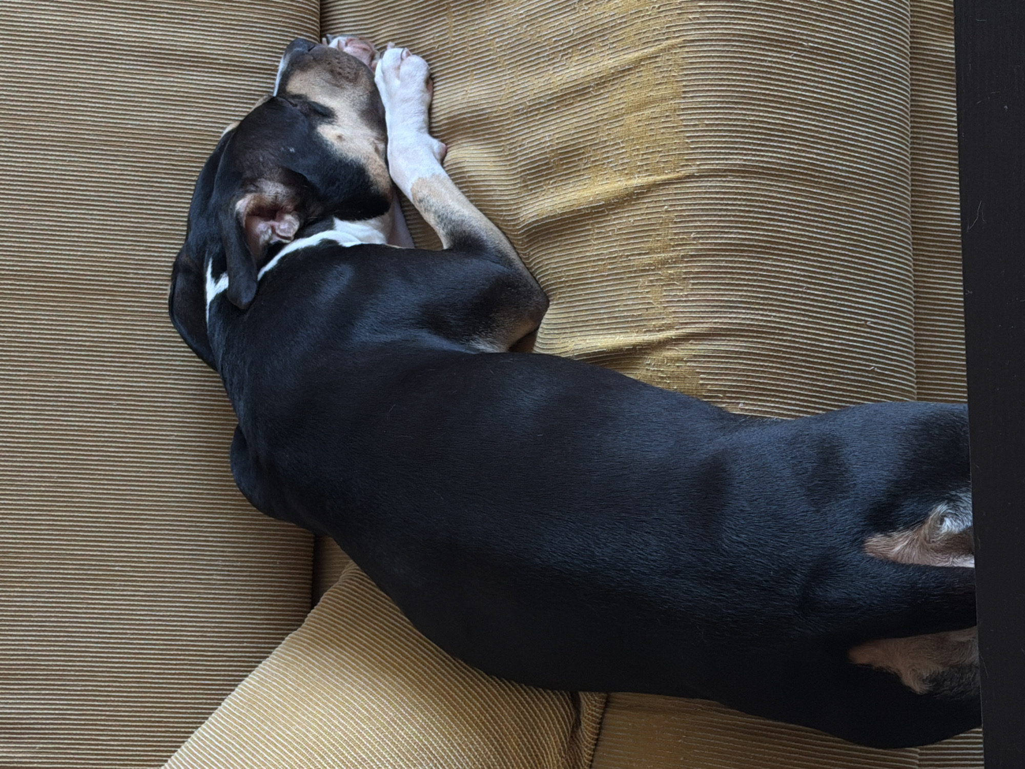 A black and white dog is lying on a tan corduroy couch. The dog's head is turned to the side, and its paw is covering its eyes. The dog is lying on its side with its belly exposed. The location is unknown.