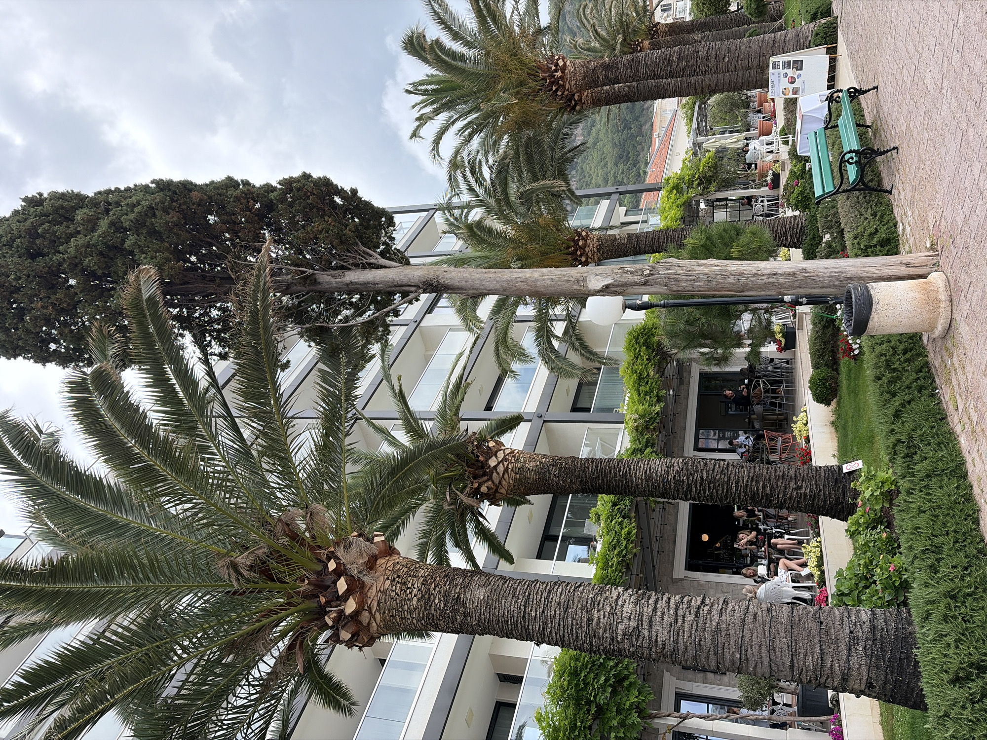 The image shows a street scene in Rafailovići, Montenegro, on an overcast day. The view is from a pedestrian walkway paved with light brown bricks. A row of palm trees with thick, textured trunks and green fronds lines the walkway, interspersed with a tall, dark green evergreen tree.
Behind the trees is a modern building with white walls and glass balconies, suggesting a hotel or apartment complex. Lush green vegetation and flowering plants are planted along the base of the building. People are seated at tables outside a restaurant or cafe located at the base of the building.
Along the walkway, a green park bench with ornate metalwork is visible. A trash receptacle with a concrete base stands near the bench. A white sign with images and text is positioned along the walkway. The background includes a glimpse of a mountain range, partially obscured by clouds.