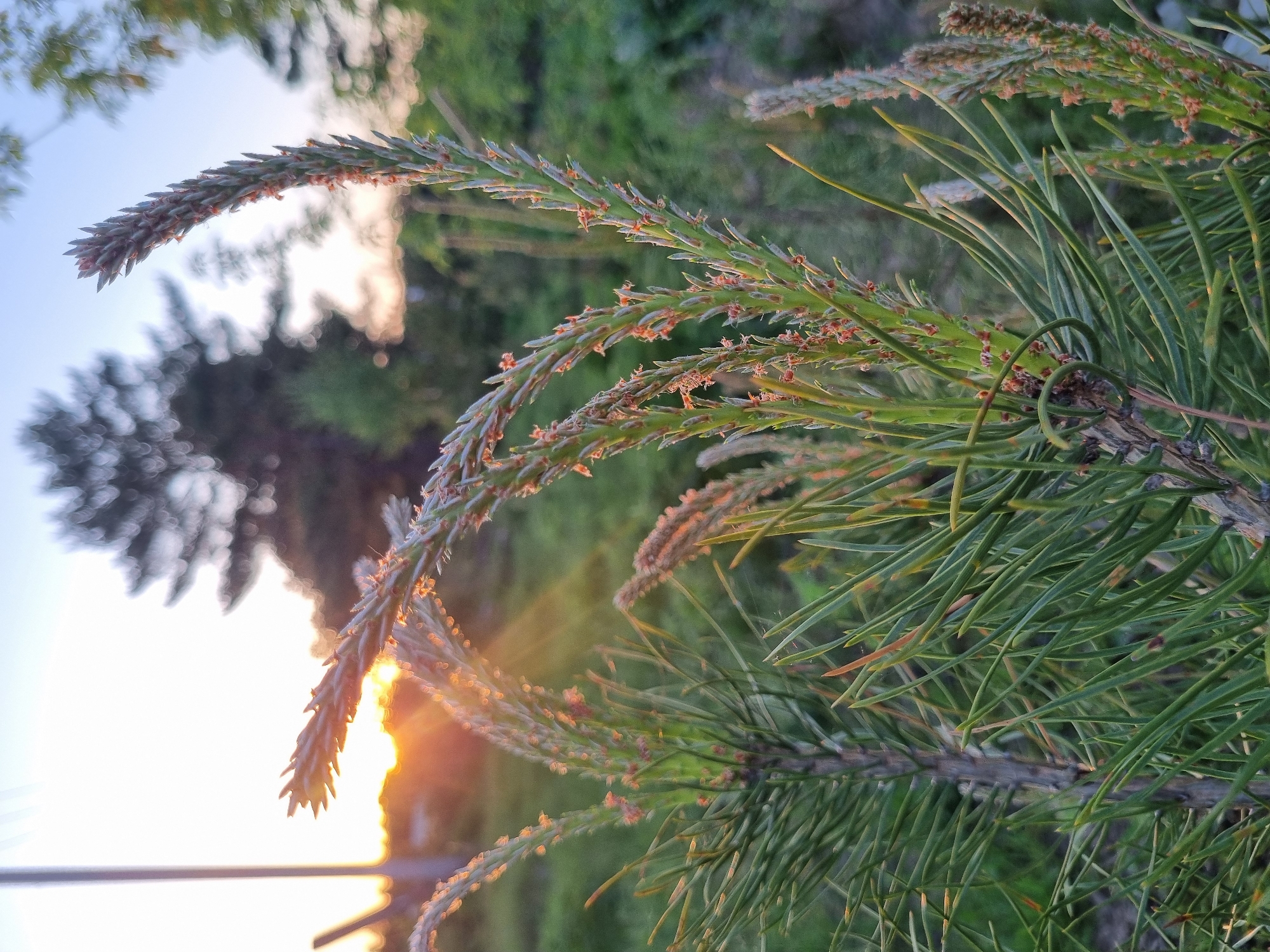 The image shows a close-up of pine needles in the city of Chaikovsky, Russia. The needles are primarily green with some brownish-orange structures visible on the branches. A tree is visible in the background on the left side, with a blurred background of greenery. A light source, possibly the sun, is shining through the branches.