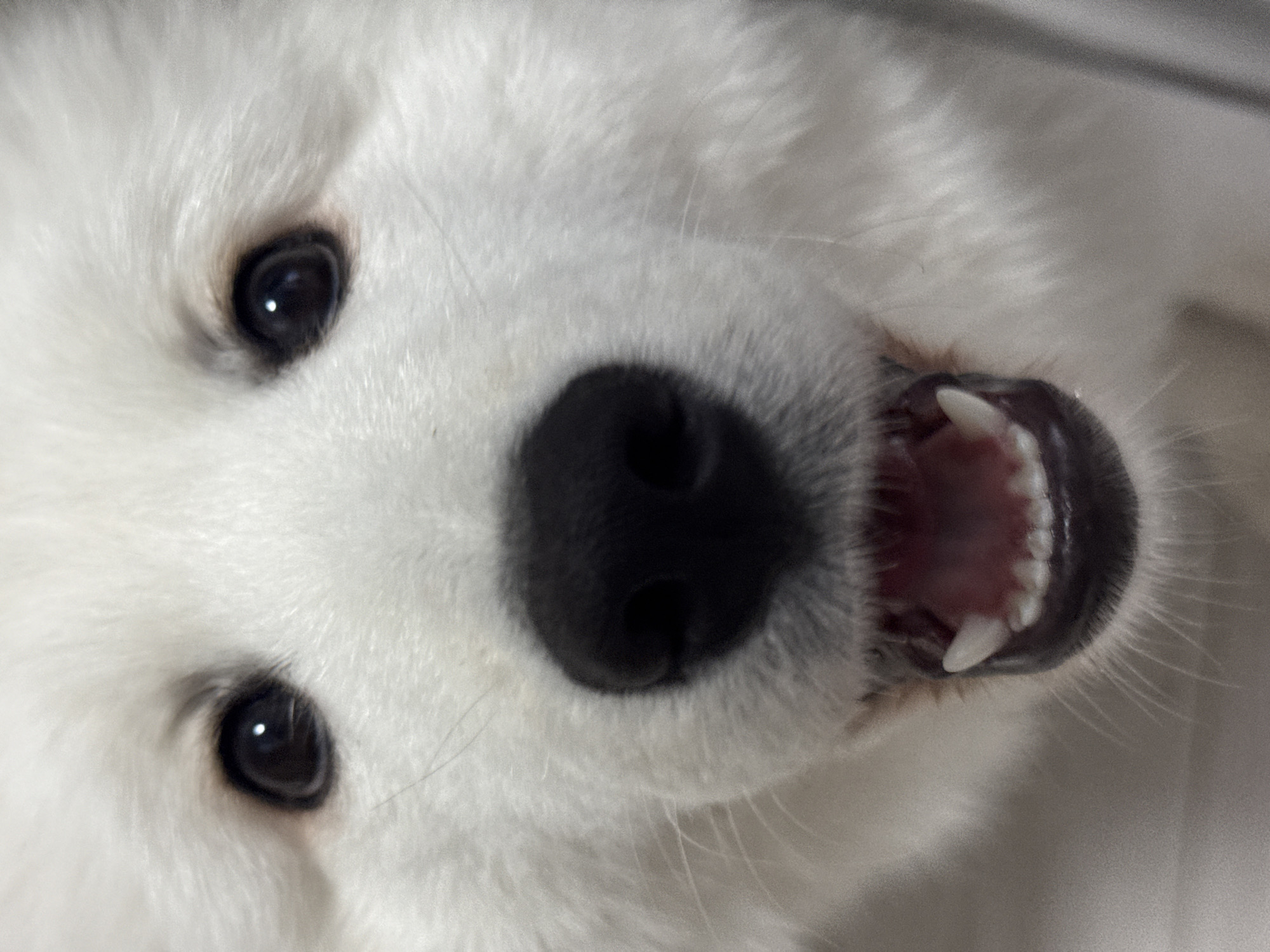 A close-up shot focuses on a white dog's face. The dog has black eyes, a large, black nose, and its mouth is slightly open, revealing its pink gums and white teeth. The image's perspective is angled, making the dog's face appear tilted. The background is out of focus and indistinct. There is no indication of the location in the city of Chaikovsky, Russia.
