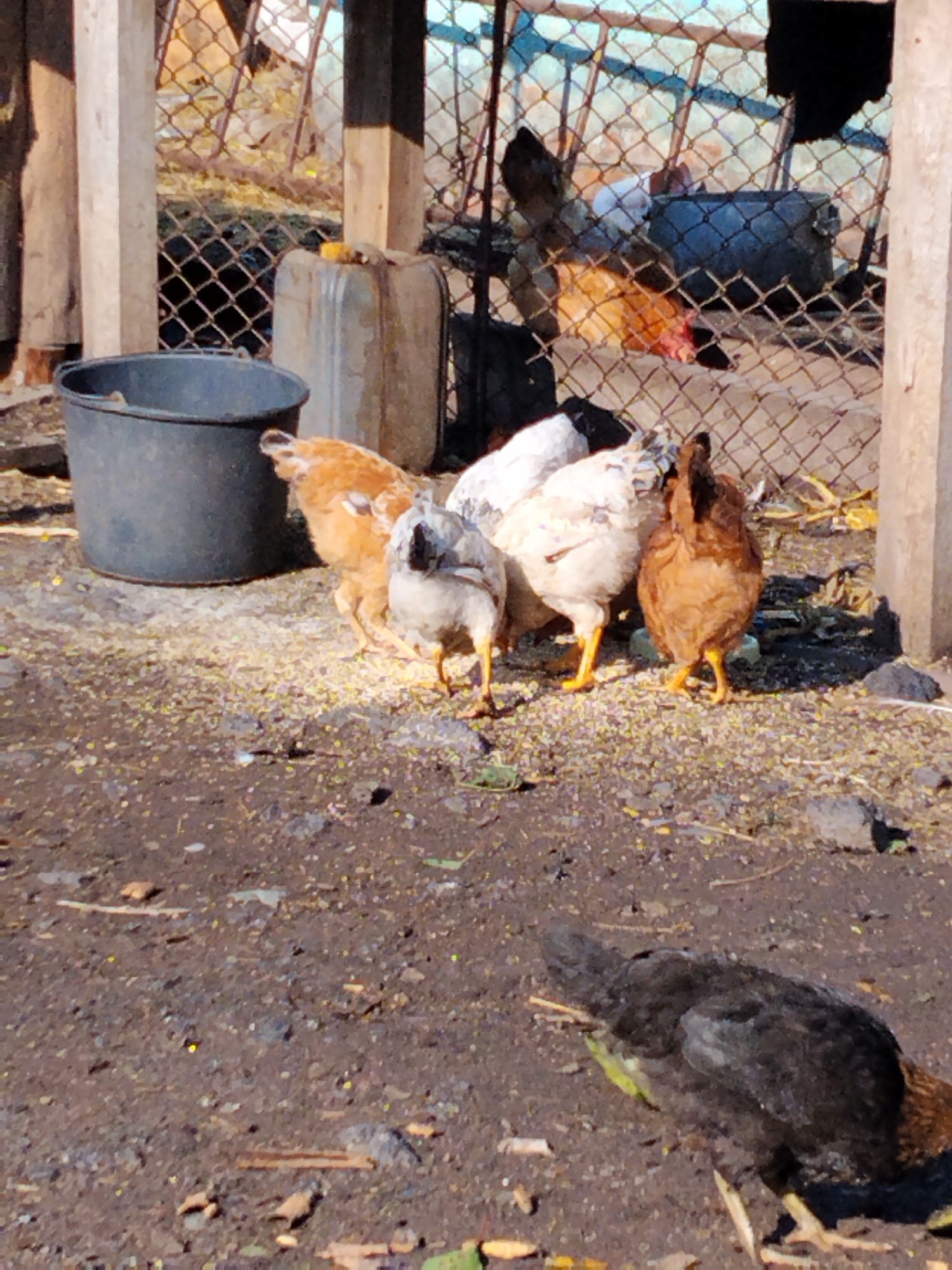 The image depicts an outdoor farmyard scene with several chickens. In the foreground, a dark-colored chicken is foraging on the ground, which is covered in dirt and scattered feed. Behind it, a group of chickens, including brown, white, and gray varieties, are gathered around a patch of scattered feed. To the left, a large dark gray bucket stands on the ground. In the background, a wire mesh fence encloses the area, and behind the fence, a weathered wooden structure and a plastic container are visible. The ground is uneven and appears to be a mixture of dirt and debris. The overall setting suggests a rural farm environment. The location is Ustyvytsia, Ukraine.