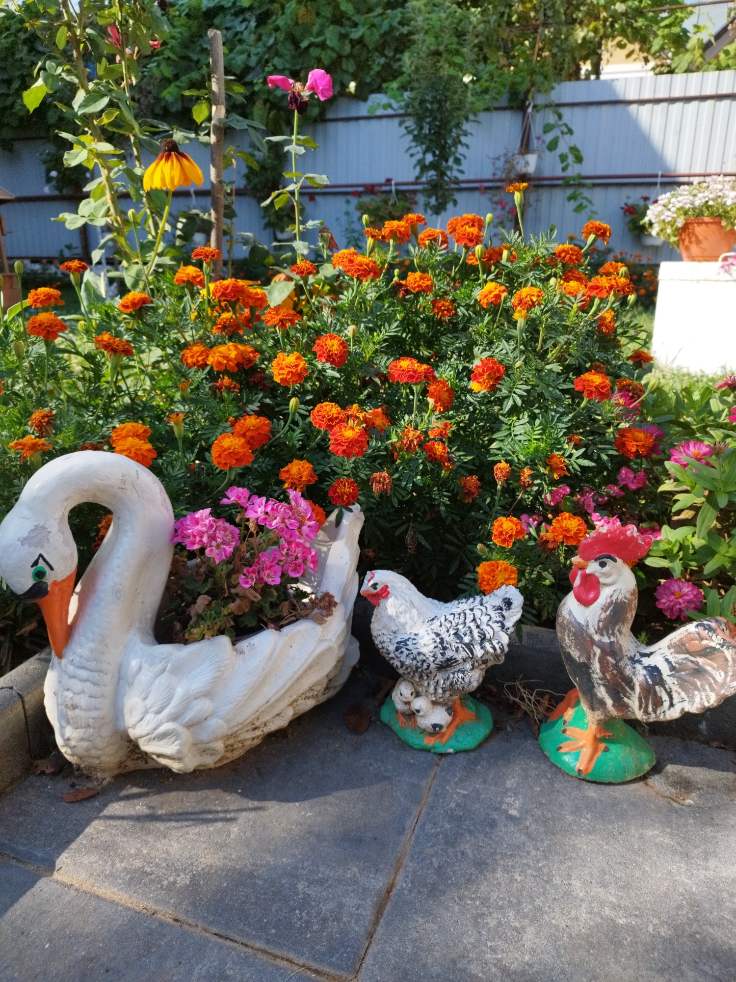 In Băleni-Români, Romania, a garden scene features a collection of decorative garden ornaments set against a backdrop of lush foliage and vibrant marigold flowers. In the foreground, a white swan-shaped planter holds pink flowers, positioned to the left. To the right of the swan are two ceramic chicken figurines: one is a hen with chicks, and the other is a rooster. The chicken figures are situated on green bases. Behind the ornaments, a dense bed of orange marigolds is in full bloom, interspersed with other smaller pink and yellow flowers. A light-colored metal fence forms the background, with hints of greenery and a building visible beyond. The ground is paved with grey stone tiles.
