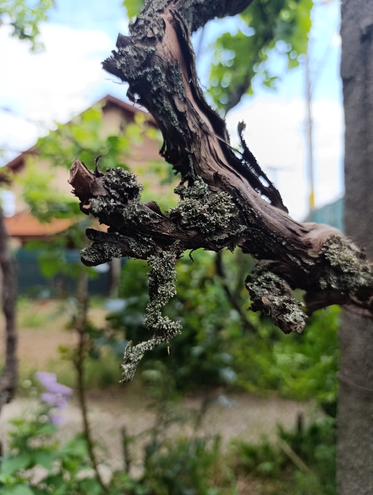 This image provides a forensic close-up of a gnarled, weathered wooden branch, consistent with an aged vine, situated in Nikolichevtsi, Bulgaria. The branch, positioned centrally and diagonally, exhibits a predominantly dark brown to reddish-brown coloration with visibly cracked, splintered, and partially peeled bark that exposes lighter wood fibers underneath. Extensive colonies of lichen adhere to the branch, presenting in various forms: flatter, crustose patches are visible, alongside more prominent, intricate, and pendulous formations of grey-green lichen that extend downwards from the lower surfaces of the branch.
The background is rendered with a significant shallow depth-of-field blur. In the upper left quadrant, the indistinct outline of a building's roof, characterized by warm-toned terracotta tiles, is visible. Above and to the right of the roof, segments of a light blue sky are present, extending across the upper-middle and upper-right portions of the frame. Diffuse green foliage, indicative of trees or shrubs, forms a heavily blurred backdrop throughout the midground. In the lower left-midground, a faint, blurred mass of purple flora is discernible amidst further indistinct green vegetation and earthy tones. A broad, vertical, heavily blurred grey mass, suggestive of a large tree trunk or structural pillar, occupies the far right edge of the image. The scene is illuminated by natural, diffused light. No individuals, animals, or specific actions are depicted within the frame.