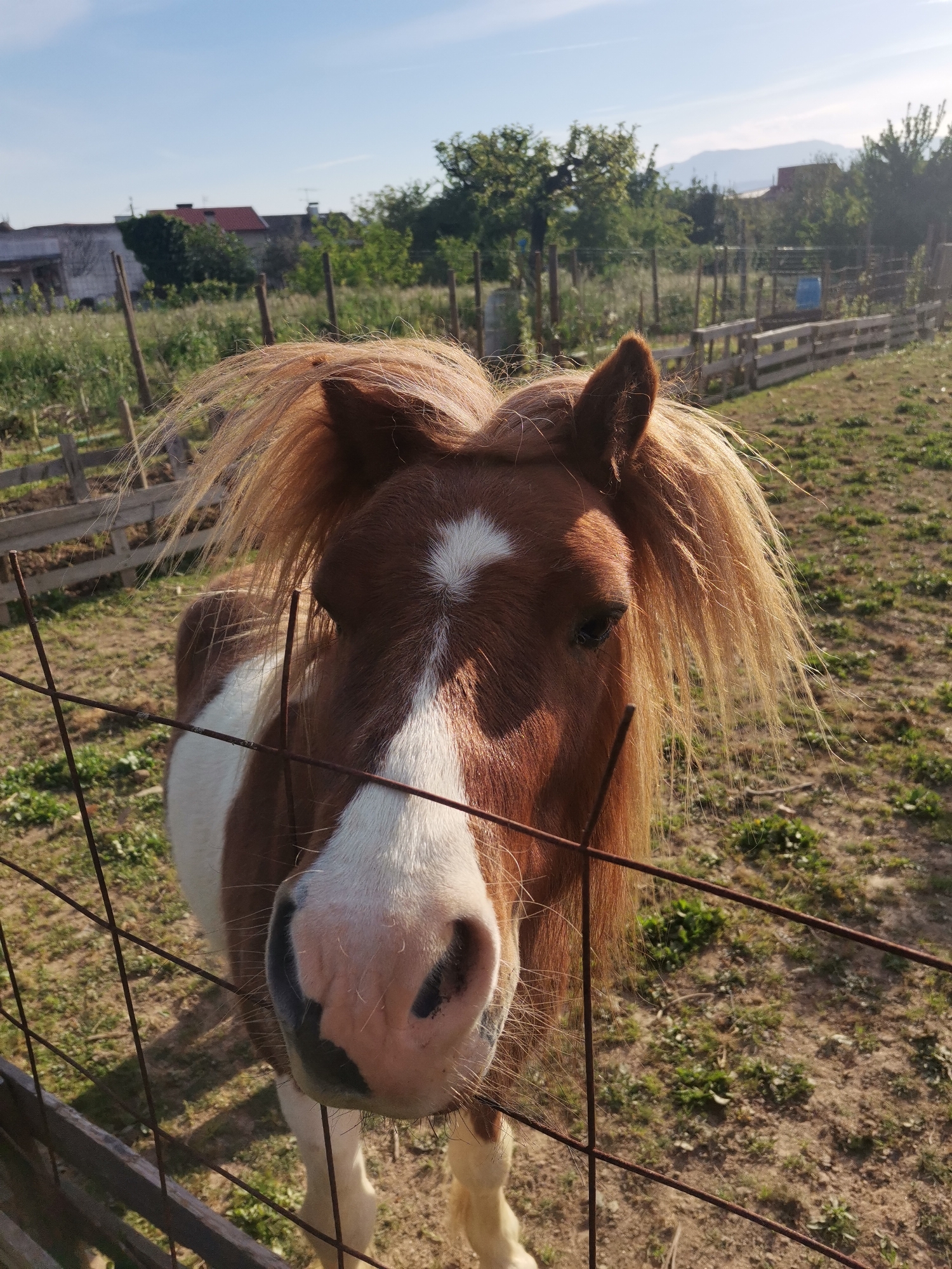 A close-up shot features a chestnut and white pony standing behind a rusty wire fence. The pony has a white blaze on its forehead and a light-colored mane. The background includes a grassy field with patches of green, and a wooden fence extends into the distance. In the far background, there are houses and trees under a clear sky. The location is Unknown, Unknown.