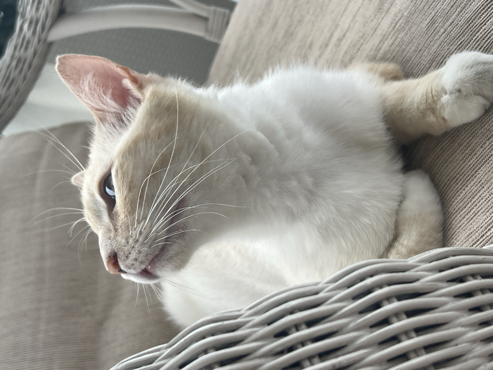 A cream-colored cat with white markings is resting on a neutral-colored cushioned chair. The cat is looking upwards and to the left with its mouth slightly open. To the left of the cat, a portion of a white woven wicker chair or furniture is visible. The background is softly blurred, suggesting an indoor or sheltered outdoor setting, possibly a balcony or sunroom. The scene does not contain any identifiable landmarks or elements that would specifically place it in Sochi, Russia.