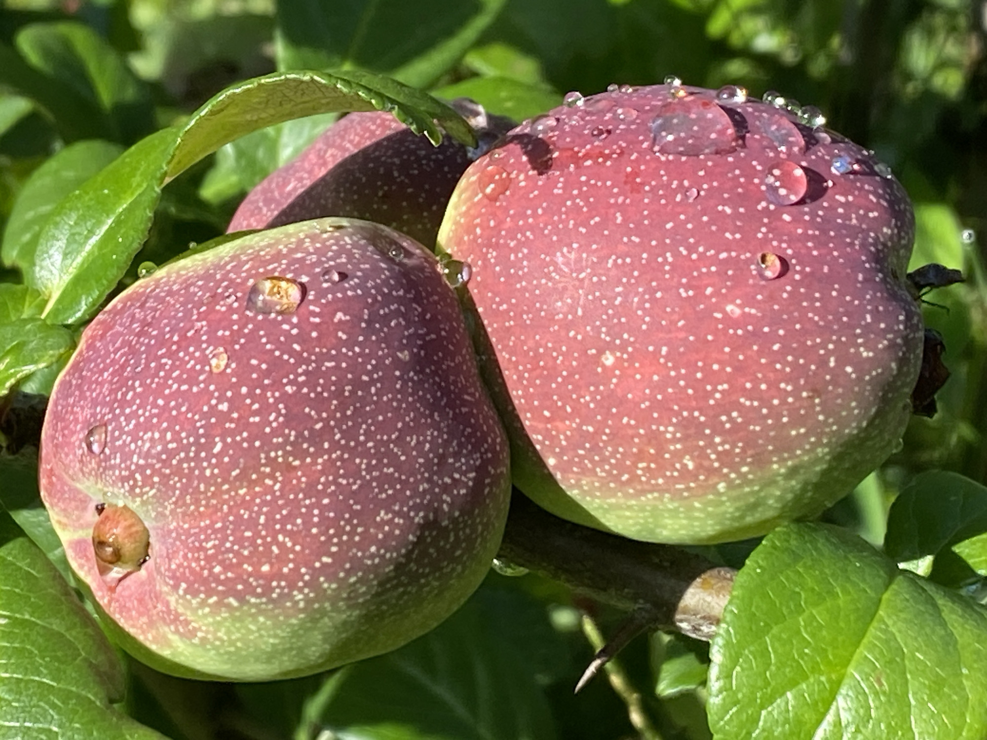 The image is a close-up, outdoor, eye-level shot of two ripe fruits, possibly crabapples or a similar variety, on a thorny branch. The fruits are predominantly a reddish-pink hue with a lighter green base and are speckled with small white dots. Several water droplets glisten on the surface of the fruits, reflecting light. Lush green leaves surround the fruits and branch. The scene appears to be set in a natural environment, possibly a garden or park, with dappled sunlight filtering through the foliage, suggesting a bright, sunny day. The presence of thorns on the branch indicates a specific type of plant, possibly a wild species. The image does not contain any people or discernible urban features, thus its location in Purkersdorf, Austria, cannot be visually confirmed.