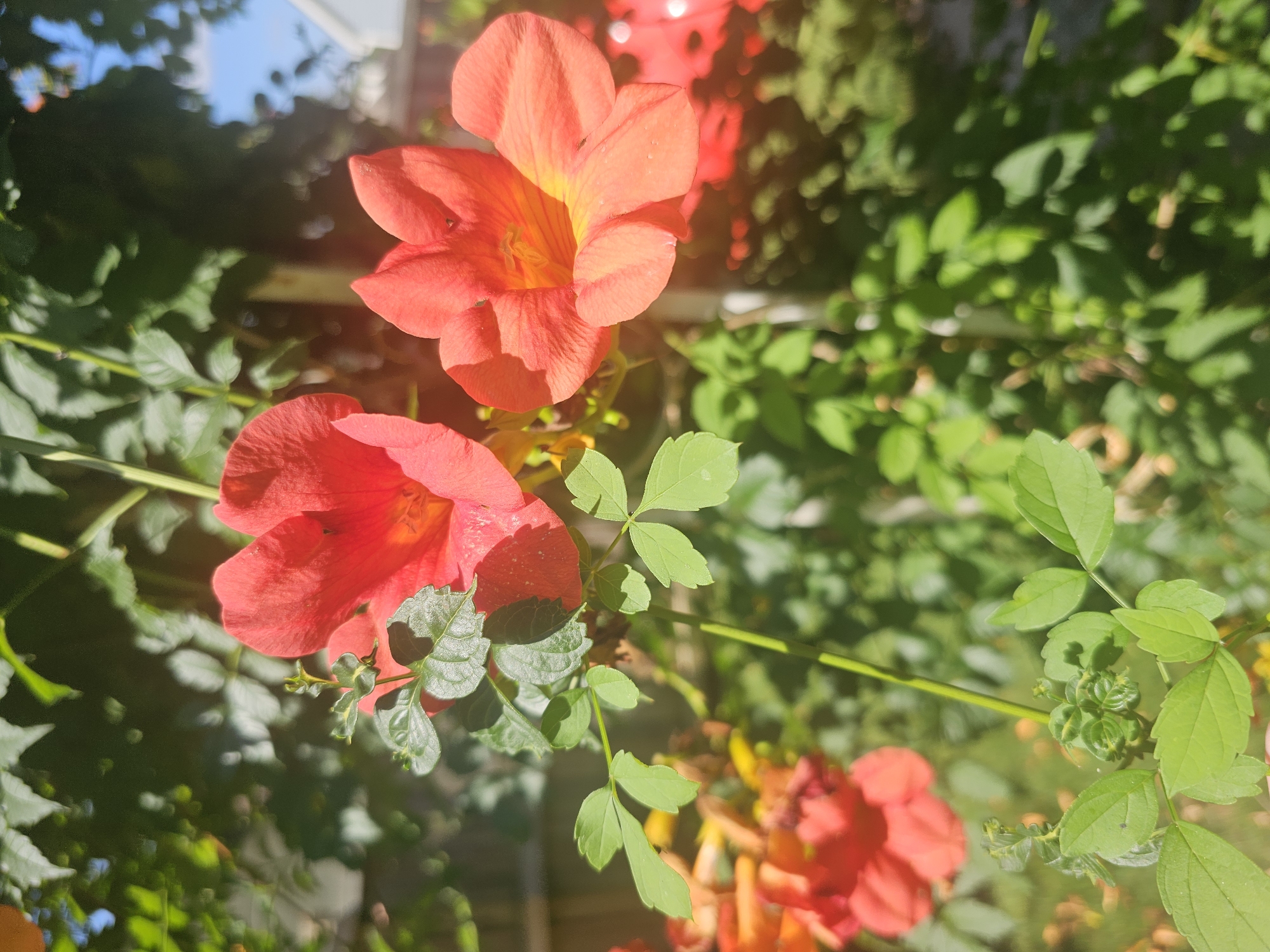This media file is a close-up, eye-level shot of several vibrant orange Trumpet Vine flowers blooming in an outdoor setting. The flowers, with their distinctive trumpet shape and ruffled petals, are the primary subjects, appearing in various stages of bloom and positioned throughout the frame. The foreground is dominated by two large, well-defined flowers, while smaller clusters and buds are visible in the background, some appearing slightly out of focus.
The scene is lush and green, with abundant foliage from the Trumpet Vine and other surrounding plants creating a natural, garden-like environment. The leaves are a rich green, with some catching the sunlight and appearing brighter. The lighting suggests it is daytime, with sunlight filtering through the leaves and casting dappled shadows, creating a warm and inviting atmosphere. A hint of a blue sky is visible in the upper left corner, suggesting clear weather. The overall mood is serene and natural, evoking the beauty of summer flora.
There are no people or discernible objects other than the plants themselves. The location context of Marietta, United States, implies a temperate climate suitable for this type of flowering vine. No text is visible in the media file. The image captures a moment of natural beauty, showcasing the delicate structure and vivid color of the Trumpet Vine flowers.