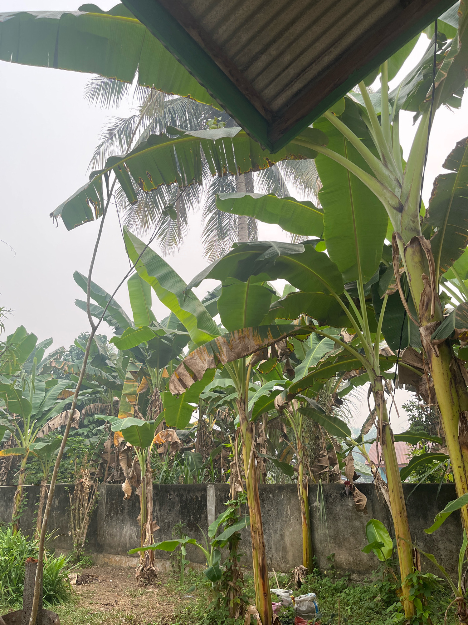The image depicts a cluster of banana trees in an outdoor setting, likely a residential backyard or communal area. The banana trees are in various stages of growth, with large green leaves dominating the foreground and midground. Some of the leaves show signs of age or damage, with yellowing and browning edges. A weathered concrete wall runs horizontally across the midground, separating the banana grove from what appears to be a more cultivated area or path behind it. In the background, palm fronds are visible, suggesting a tropical or subtropical climate. A portion of a corrugated metal roof structure, supported by green trim, is visible in the upper right corner, indicating the presence of a building nearby. The sky is overcast, contributing to a muted light. The ground is covered with dry leaves, grass, and some scattered debris, including plastic bags. The scene appears to be in Meliau Hulu, Indonesia, given the context provided. There are no people visible in the image.