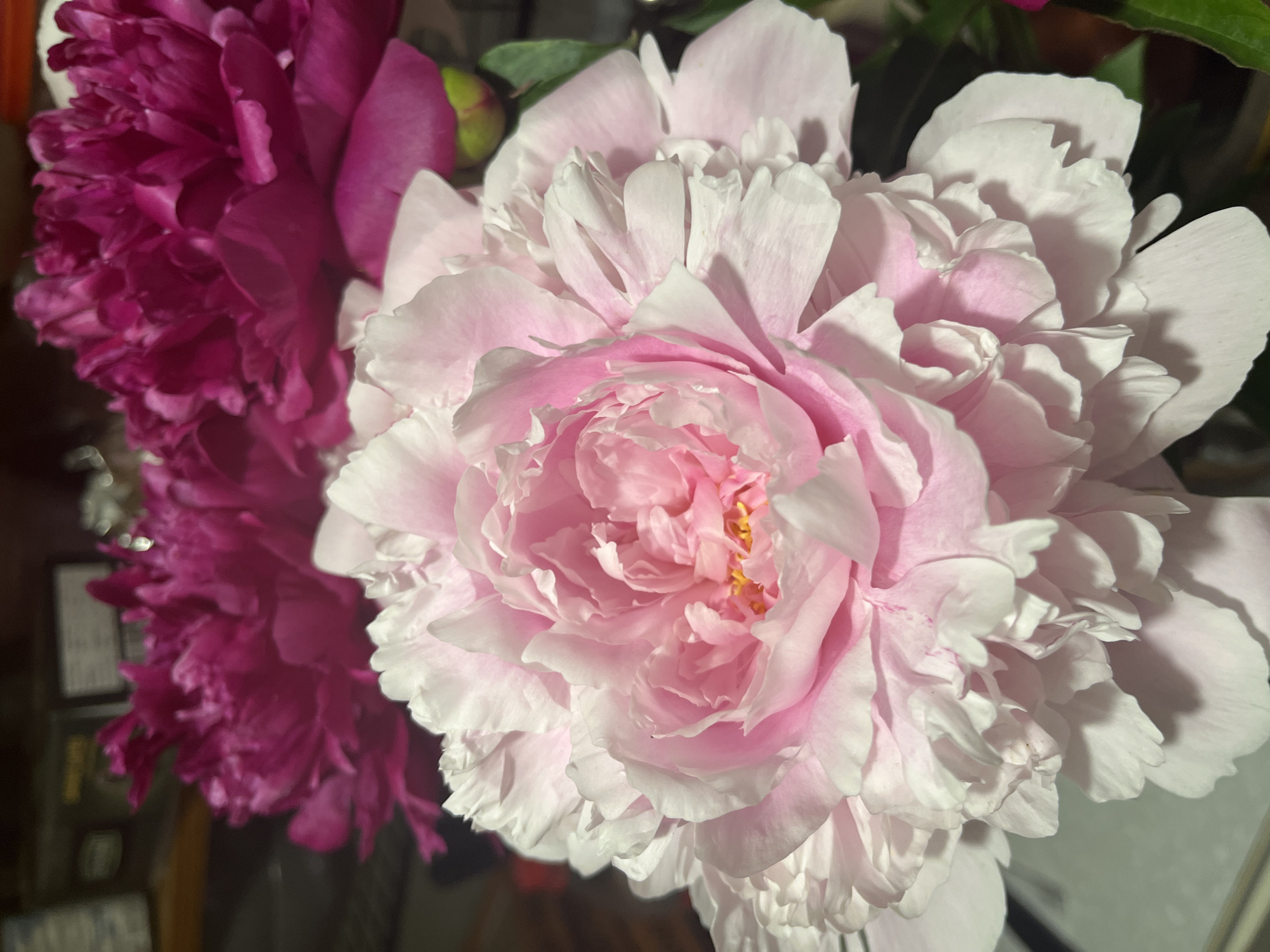 A close-up, low-angle shot features two peonies. The foreground peony is a large, pale pink bloom with ruffled petals. The background is out of focus, showing a darker pink peony and hints of greenery. The lighting is soft, creating shadows and highlights on the petals. The overall setting appears to be an indoor environment, possibly a home or a florist shop, given the presence of other out-of-focus objects in the background that resemble shelves or displays. There are no people or animals visible in the image. The image does not provide any information about the city of Petropavlovsk-Kamchatsky, Russia.