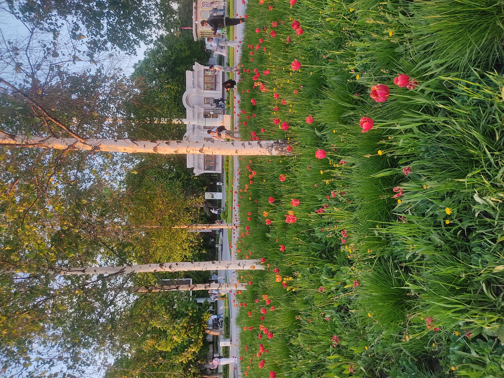 The image shows a park-like setting in Moscow, Russia. Red tulips and other wildflowers grow in a field of tall green grass. A paved walkway runs alongside the field, bordered by birch trees with white bark. People are walking and relaxing on benches near a white building that appears to be a gift shop. The sky is visible through the trees. The scene suggests a pleasant outdoor recreational area.