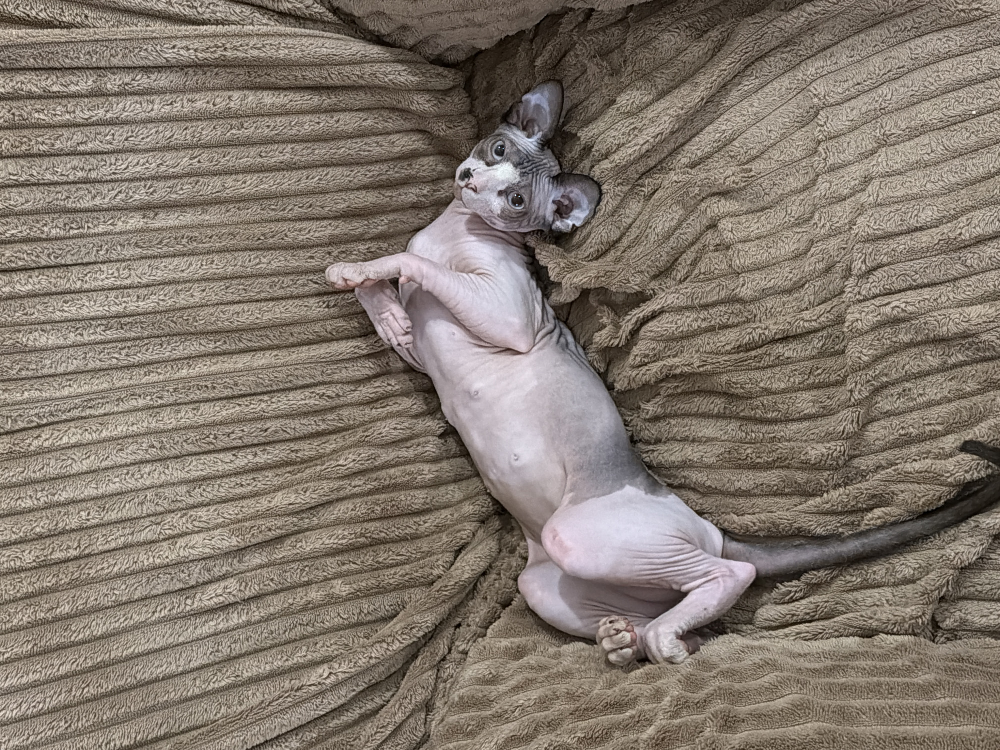 A hairless cat lies on its back on a brown corduroy-textured surface, possibly a bed or cushion. The cat is light pink with grey markings on its head, ears, and tail. It has large, round eyes and prominent ears. The cat's tail is visible, extending from its hindquarters to the right side of the frame. The cat appears relaxed with its paws slightly curled.