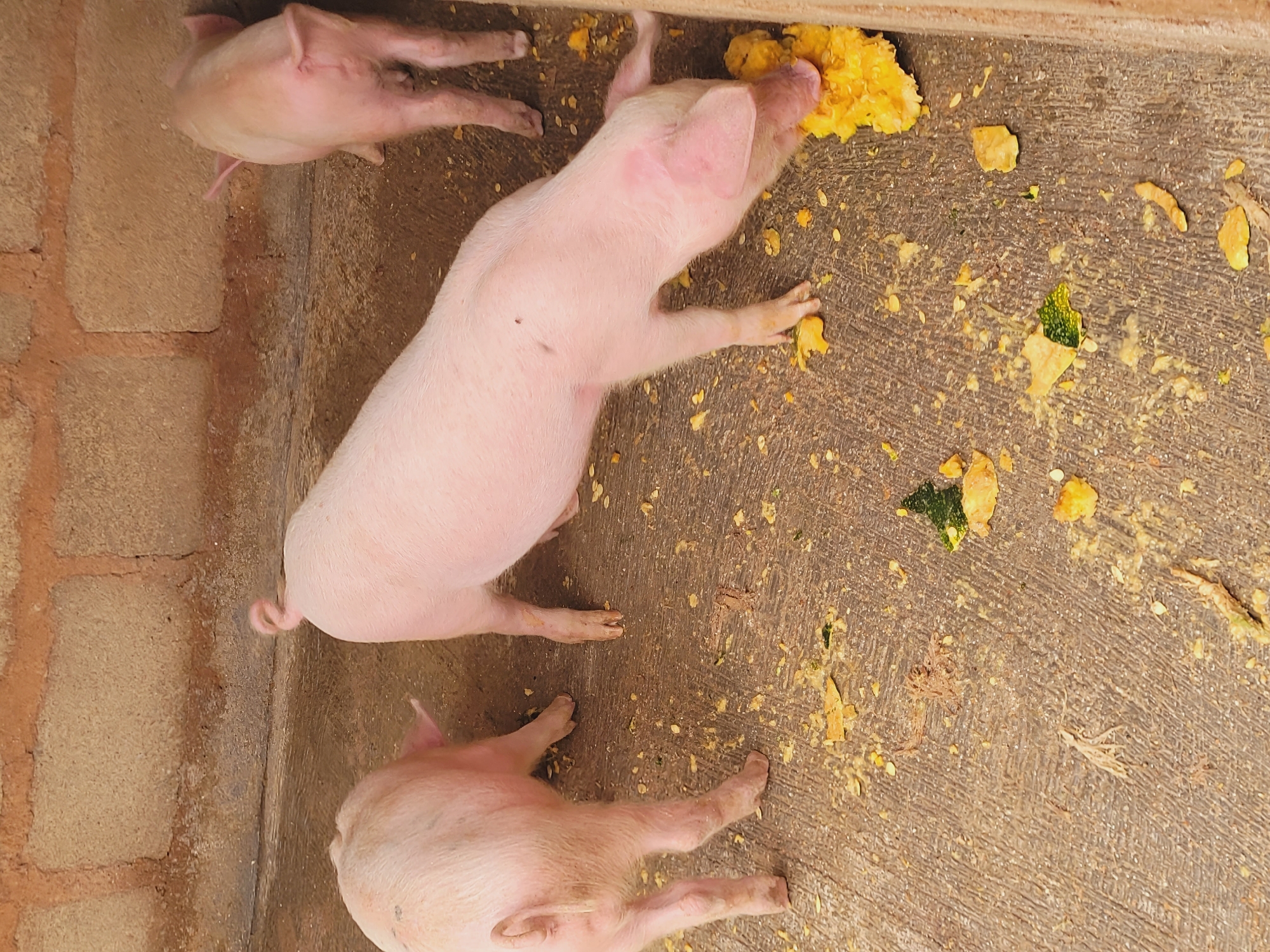 Three young pigs are in an enclosure with a concrete floor and a brick wall in the background. The pigs are pink and have curly tails. One pig in the foreground is eating a piece of yellow squash. Another pig is to the left and slightly behind the first, facing away from the camera. The third pig is in the background, also facing away from the camera. There are scraps of food, including squash and green vegetation, scattered on the ground. The enclosure appears to be part of a farm or agricultural setting in Bukuru, Nigeria.