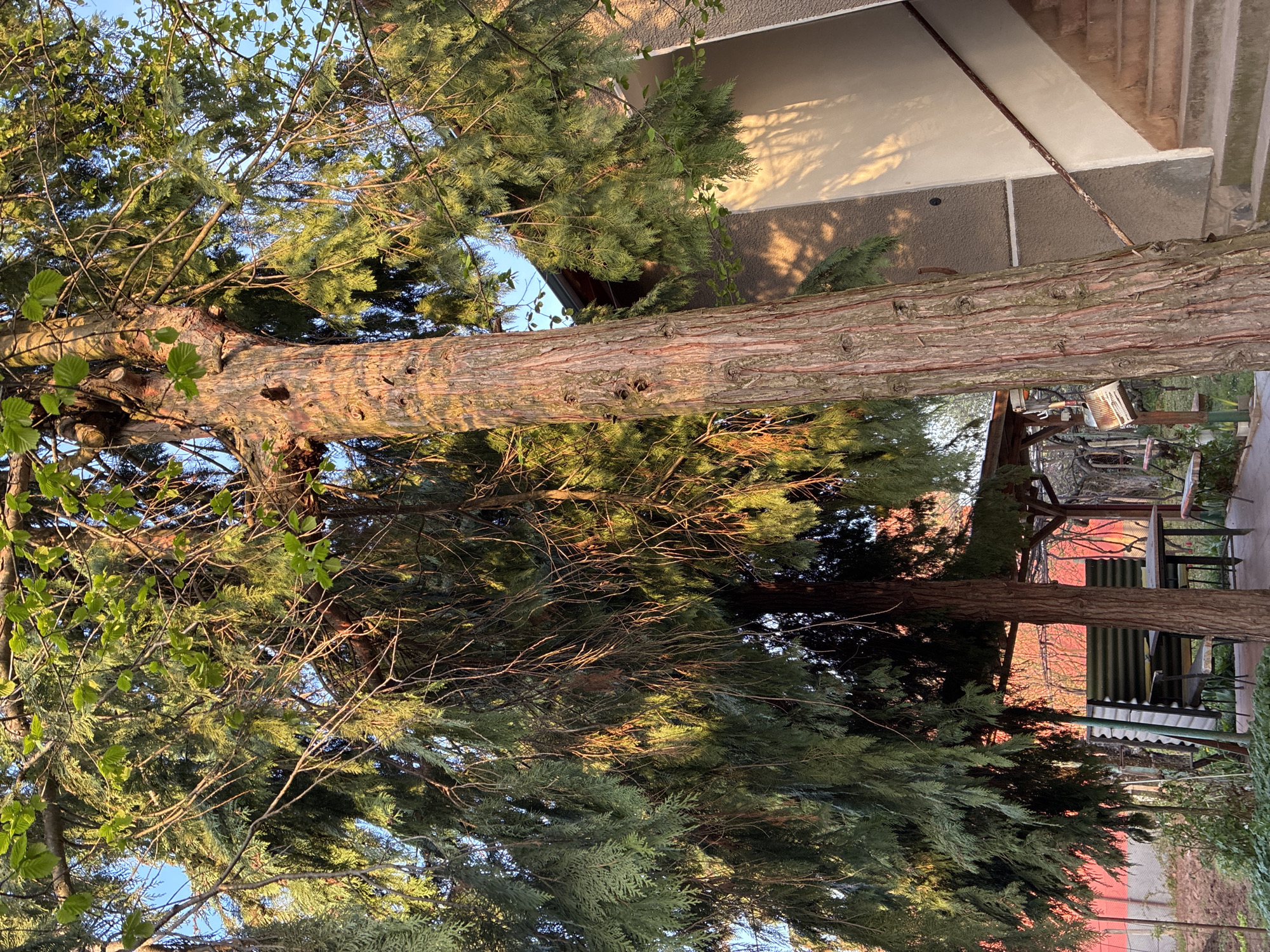 The image, captured sideways, depicts an outdoor scene dominated by trees and residential structures under a clear blue sky. A large tree trunk with reddish-brown, deeply furrowed bark is prominent in the foreground (left side when viewing upright), extending from the bottom to the top of the frame. Its branches, along with those of other trees, display a mix of dense, needle-like conifer foliage and lighter green, broader leaves, filling much of the upper and lower portions of the scene.
The warm, golden light of either early morning or late afternoon illuminates the tree bark and upper foliage, casting long, distinct shadows of branches onto a light-colored building visible behind the main tree. This building features a pale cream upper section and a darker, textured lower wall. In the mid-ground, further to the right, another tree trunk stands, and various man-made elements are visible: a corrugated metal roof (likely a shed or patio cover), a table with chairs, and parts of a fence. A white, rectangular object, possibly a fan, is partially seen near the base of the main tree.
The scene is static, showing no human activity. The clear sky and warm lighting suggest fair weather. The location context is Bokilovtsi, Bulgaria. There is no visible text in the image.