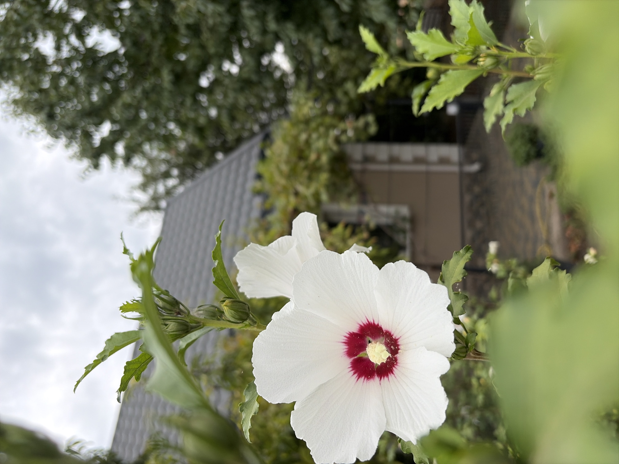 In the foreground of the image, a white hibiscus flower with a crimson center is in sharp focus. The flower's petals are wide and slightly ruffled, with delicate veins visible. Behind the hibiscus, a second white flower is partially visible, appearing slightly out of focus. Green leaves and buds are present on the plant, some in sharp focus and others blurred.
In the midground, a house with a grey, sloped roof is visible. The house has light-colored siding and a few windows. The area around the house appears to be a garden or yard, with more greenery and some stonework visible.
The background is dominated by trees with lush green foliage, creating a dense, natural setting. The sky above is overcast and cloudy, suggesting a potentially grey or rainy day.
The image does not contain any people or actions. The scene is a still, naturalistic depiction of a garden area with a house. The location is described as being in the city of Oxentea, Moldova.