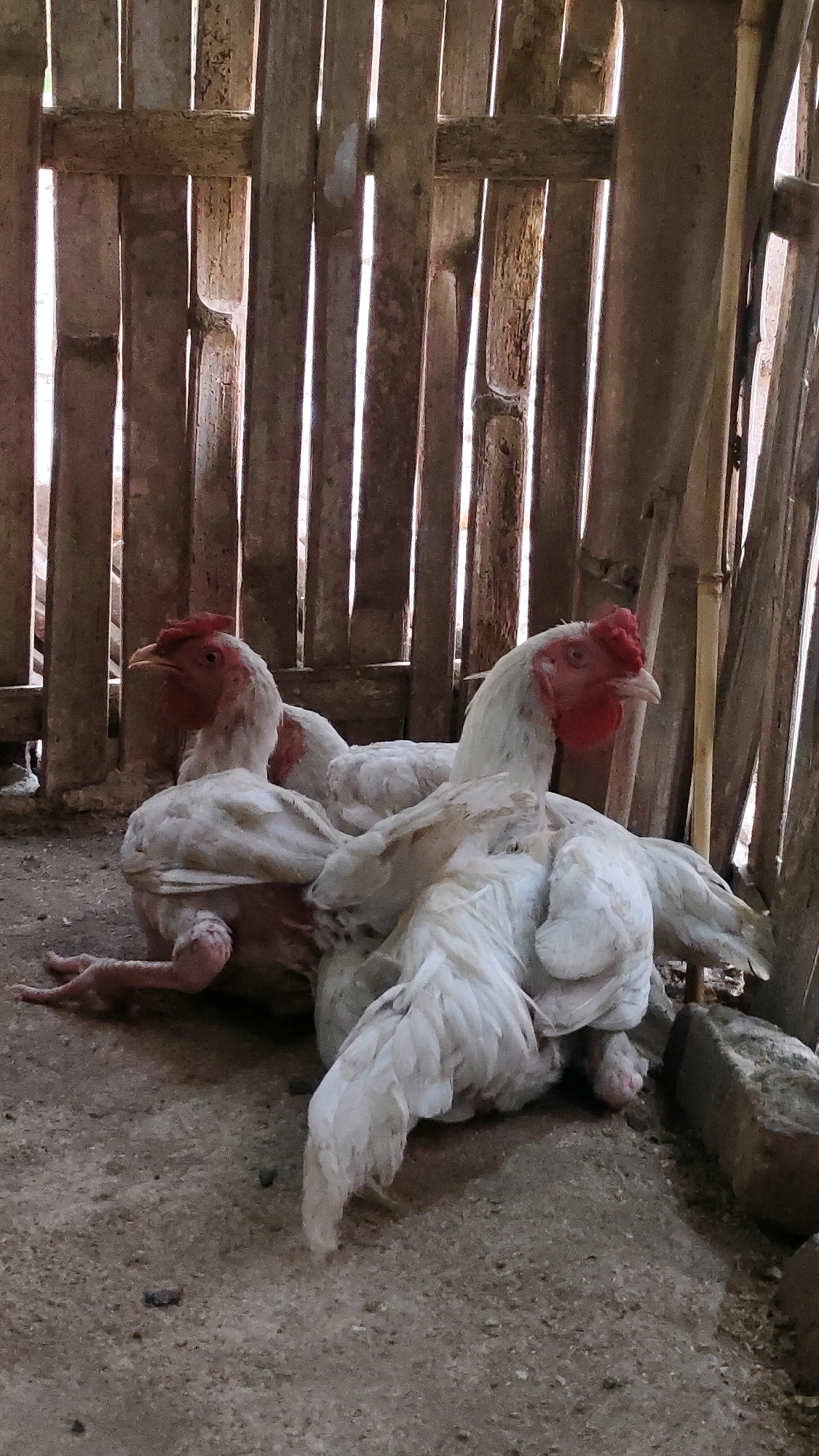 The image shows three white chickens with red combs and wattles inside a rustic coop constructed from bamboo. Two of the chickens are in the foreground, one facing left and the other facing right, with their bodies overlapping. A third chicken is partially visible behind them, lying on its side. The ground is dirt and debris. The background consists of vertical bamboo poles of the coop, with light filtering through the gaps. The scene is indoors, within a structure that appears to be a chicken coop. The location is specified as the city of Purwodadi, Indonesia.