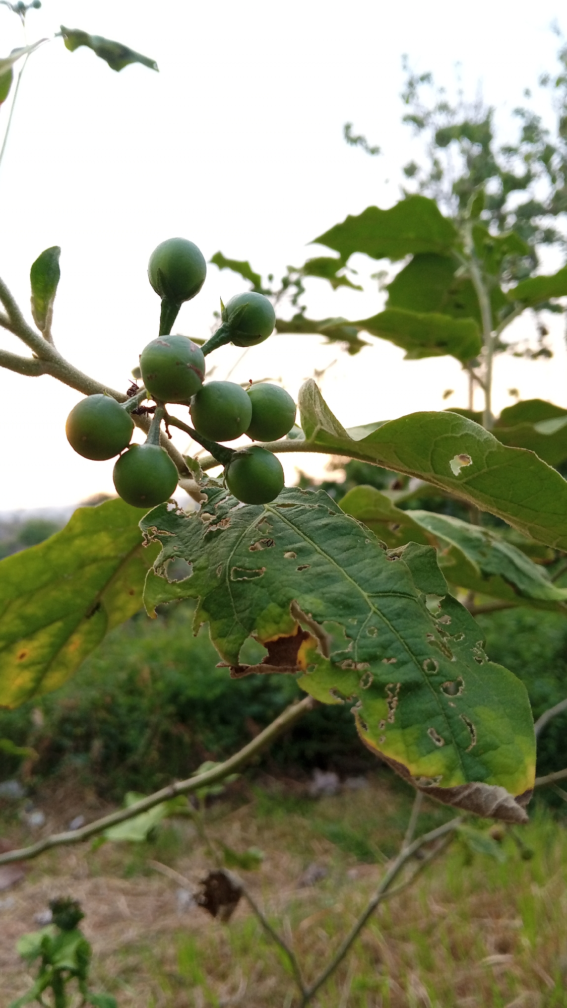 The image depicts a cluster of green, unripe fruits, likely pea eggplants, hanging from a branch amidst leaves. The leaves show signs of damage, with numerous holes and some browning. The background includes blurry vegetation and a glimpse of the sky, suggesting an outdoor setting. The location is Uruekanoe, Indonesia. The image doesn't show people or actions. It's a static, close-up view of plant life, possibly documenting the state of the plant and its fruit. The environment appears to be a rural or semi-rural area.