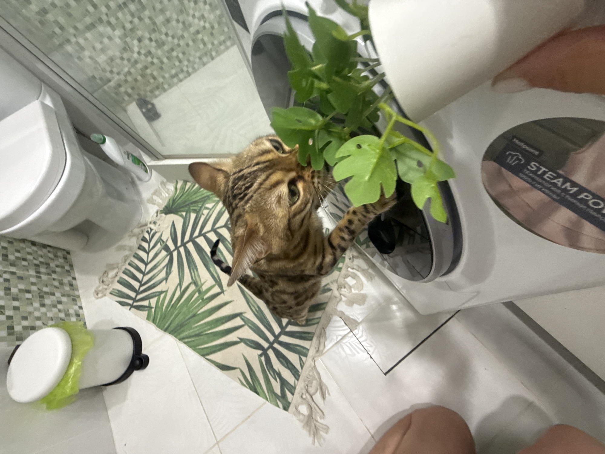 A high-angle, somewhat distorted shot captures a bathroom scene featuring a cat interacting with a plant.
The bathroom contains a white toilet with the seat up and a tank featuring rounded corners, a rug with a palm leaf pattern, and a white washing machine with a partially open door, out of which greenery protrudes. The cat, a tabby, stands on its hind legs, extending a paw into the washing machine's door to reach the foliage.
Foreground elements include a white container with a green lid and two human knees. The background shows tiled walls and possibly a shower or bath enclosure.
