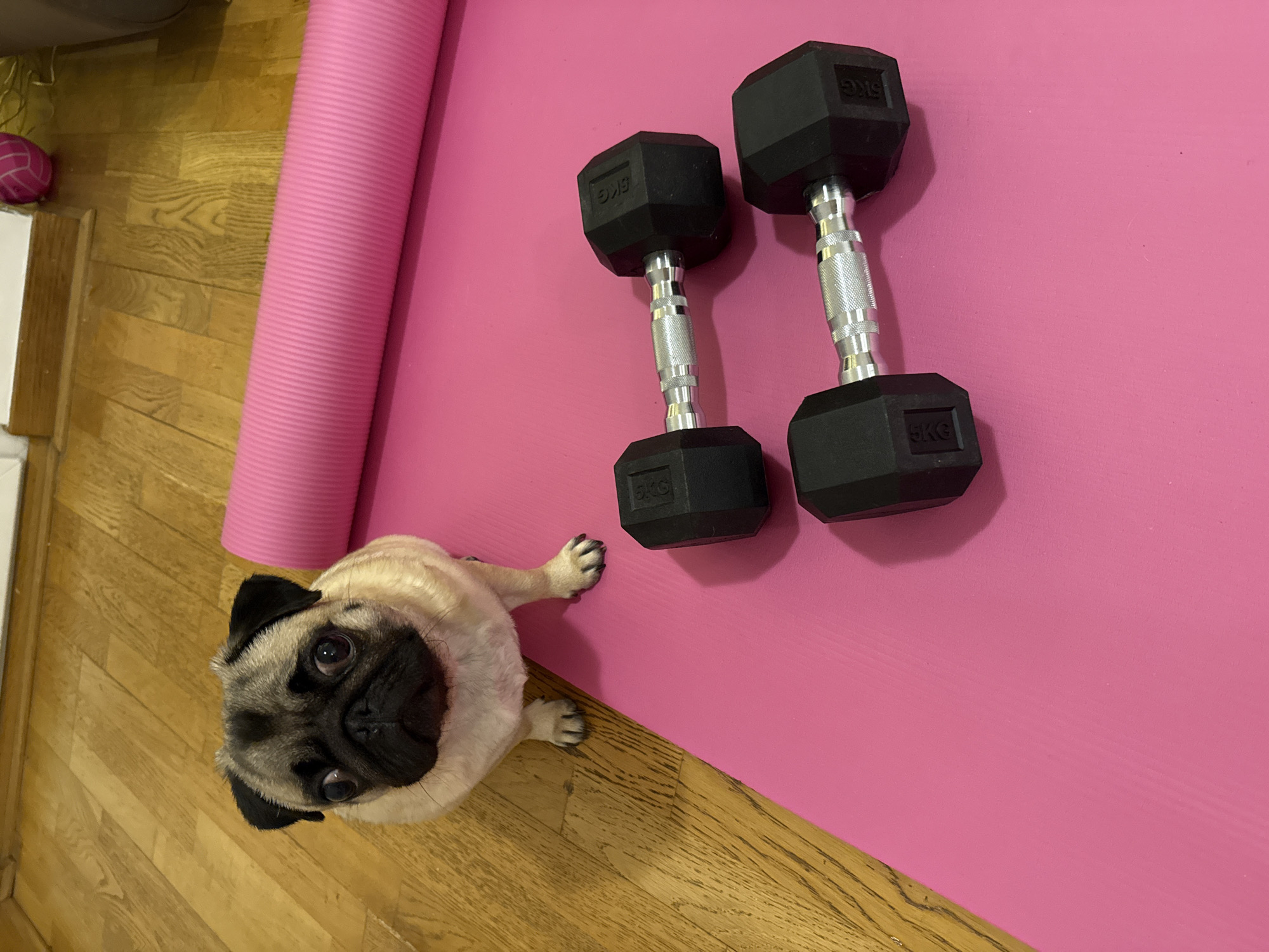 In this overhead shot, a tan pug with a black muzzle looks up at the camera with wide, expressive eyes. The pug is positioned on a vibrant pink yoga mat, its paws splayed out. To the right of the pug, on the same mat, are two black hexagonal dumbbells with silver grips. Each dumbbell is marked with "5KG". A rolled-up pink yoga mat lies to the left of the dumbbells, its ribbed texture clearly visible. The yoga mat is on a light brown wooden floor, which shows visible wood grain patterns. In the upper left corner of the image, a corner of a white object is visible, and next to it, a pink and white ball. The scene appears to be indoors, likely in a home environment, with natural lighting suggested by the shadows. There are no indications of the time of day or weather conditions. The pug's gaze conveys curiosity or perhaps a plea for attention.