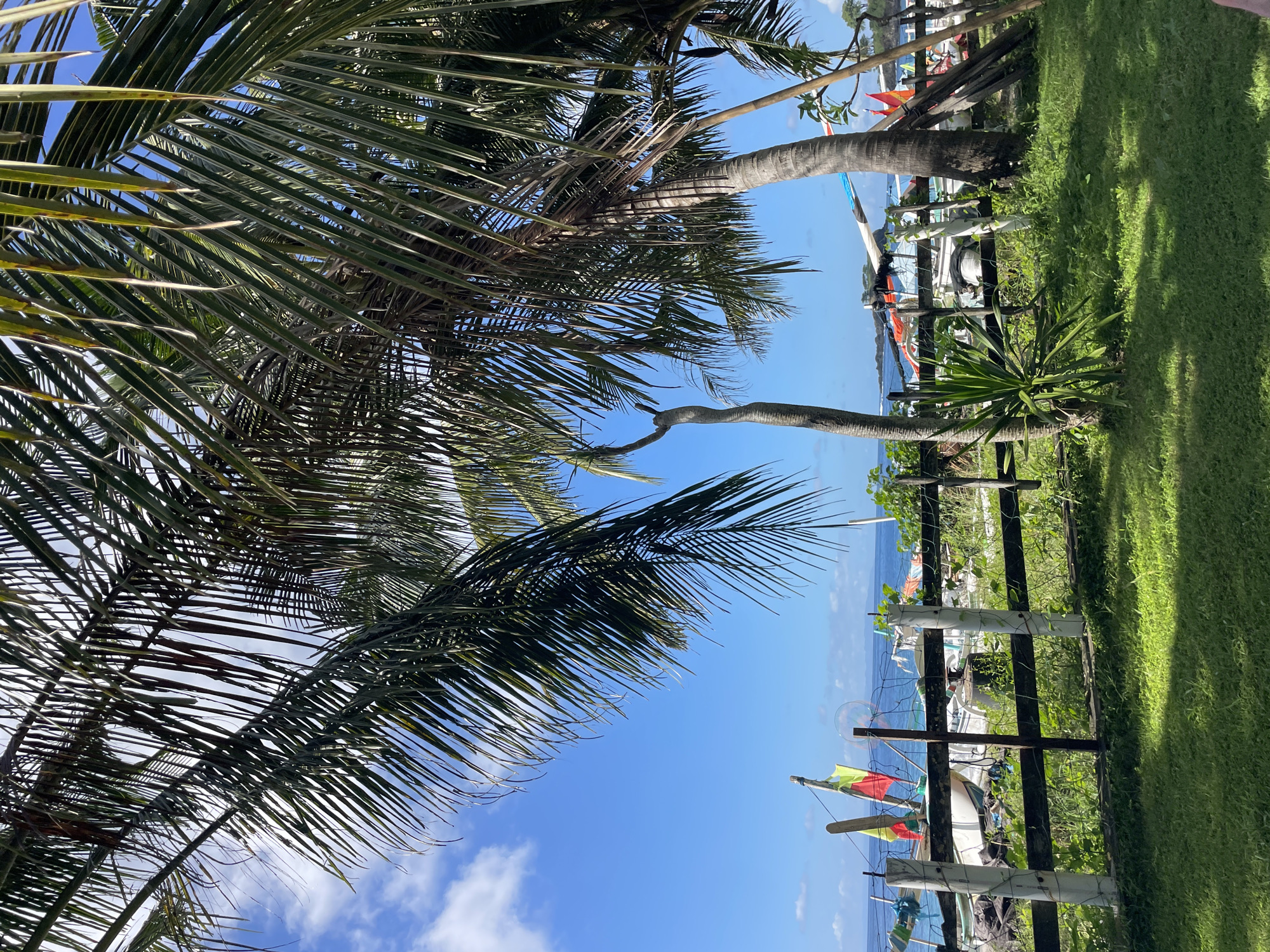 The image shows a tropical scene with palm trees dominating the view. The sky is blue with scattered white clouds visible through the palm fronds. In the background, there's a glimpse of the ocean. A wooden fence runs horizontally across the midground, with grass and a few small plants visible on the other side. Beyond the fence, there appear to be boats and possibly some decorative flags. The location is Unknown, Unknown.