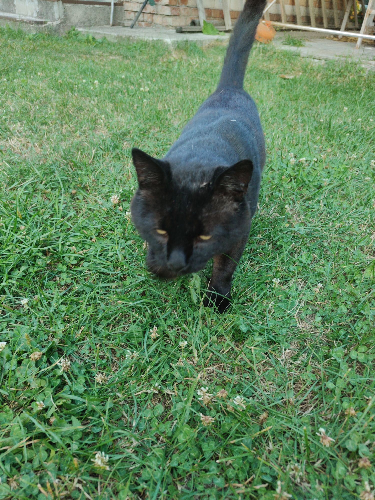 A black cat walks on a grassy lawn. The cat is facing the camera and appears to be sniffing the ground. The grass is green and appears to be well-maintained, with some small white flowers scattered throughout. In the background, a brick wall and a wooden fence can be seen. There is no discernible location in the city of Cherkasy, Ukraine.