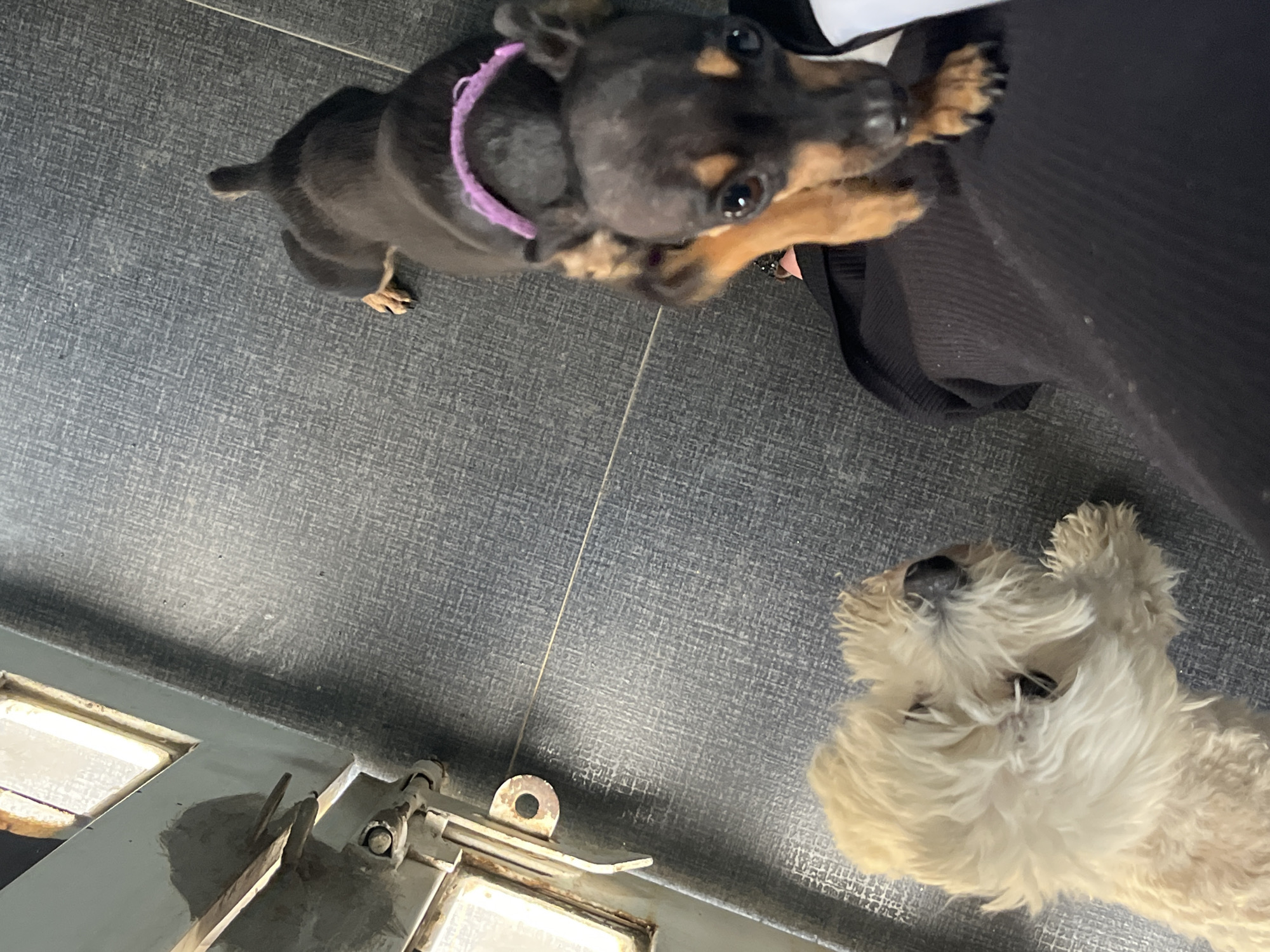 In Juan Griego, Venezuela, two dogs are visible indoors. A small, black and tan dog with a purple collar is looking up at the camera, with its front paws resting on a person's lap, which is covered by black fabric. To the left, a shaggy, light-colored dog is positioned lower and facing away from the camera. The floor is tiled in a dark, textured pattern. A grey metal object with windows is visible on the left side of the image.