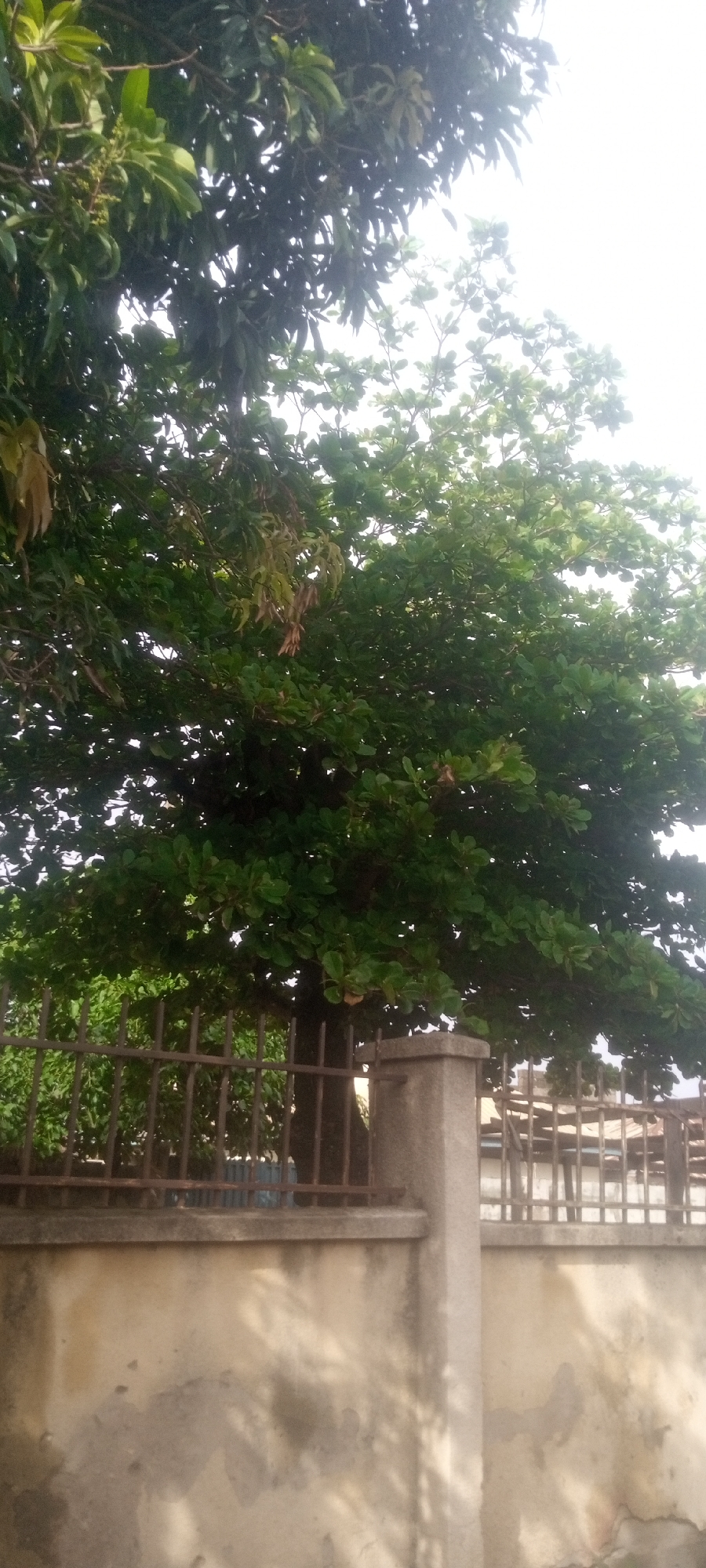 A full, leafy tree dominates the scene, partially obscuring a rusty metal fence and a concrete wall. The tree appears to be growing in Sabon Tasha, Nigeria, judging by the typical architecture visible behind the fence. The wall is stained and weathered, suggesting age and exposure to the elements. The sky is bright, indicating daylight.