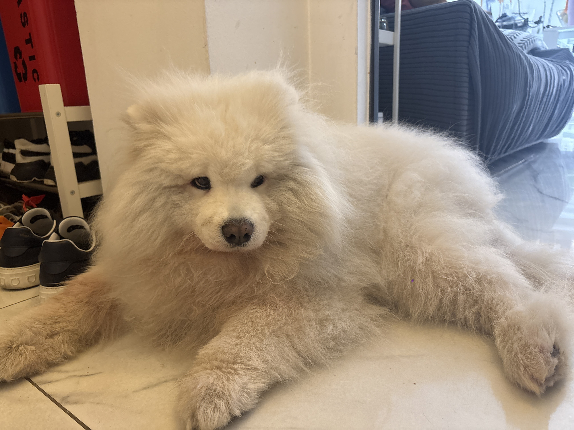 A large, long-haired white canine, consistent with a Samoyed breed, is positioned centrally in the foreground, lying prone on a light-colored tiled floor. Its front paws are extended forward and its hind legs splayed to the sides. The dog's head is slightly elevated and turned towards the viewer, displaying dark eyes and a black nose. Areas of its thick fur, particularly around the chest and left foreleg, exhibit a reddish-brown discoloration.
The floor beneath the dog consists of light beige or off-white rectangular tiles with dark grout lines. The area to the right of the dog displays a highly reflective surface, possibly polished tiles.
In the left background, a red, vertical storage container or panel is partially visible, bearing white text that includes "ASTIC". Adjacent to this, a white open-shelving unit contains multiple pairs of dark-colored athletic shoes with white soles.
To the right background, a piece of furniture, possibly an armchair or sofa, is covered in a dark grey fabric with horizontal stripes. Behind this, a light-colored wall or doorway is visible. No human presence or specific actions are depicted. The provided image does not contain any discernable visual information to ascertain a specific location within the city of Milan, Italy.